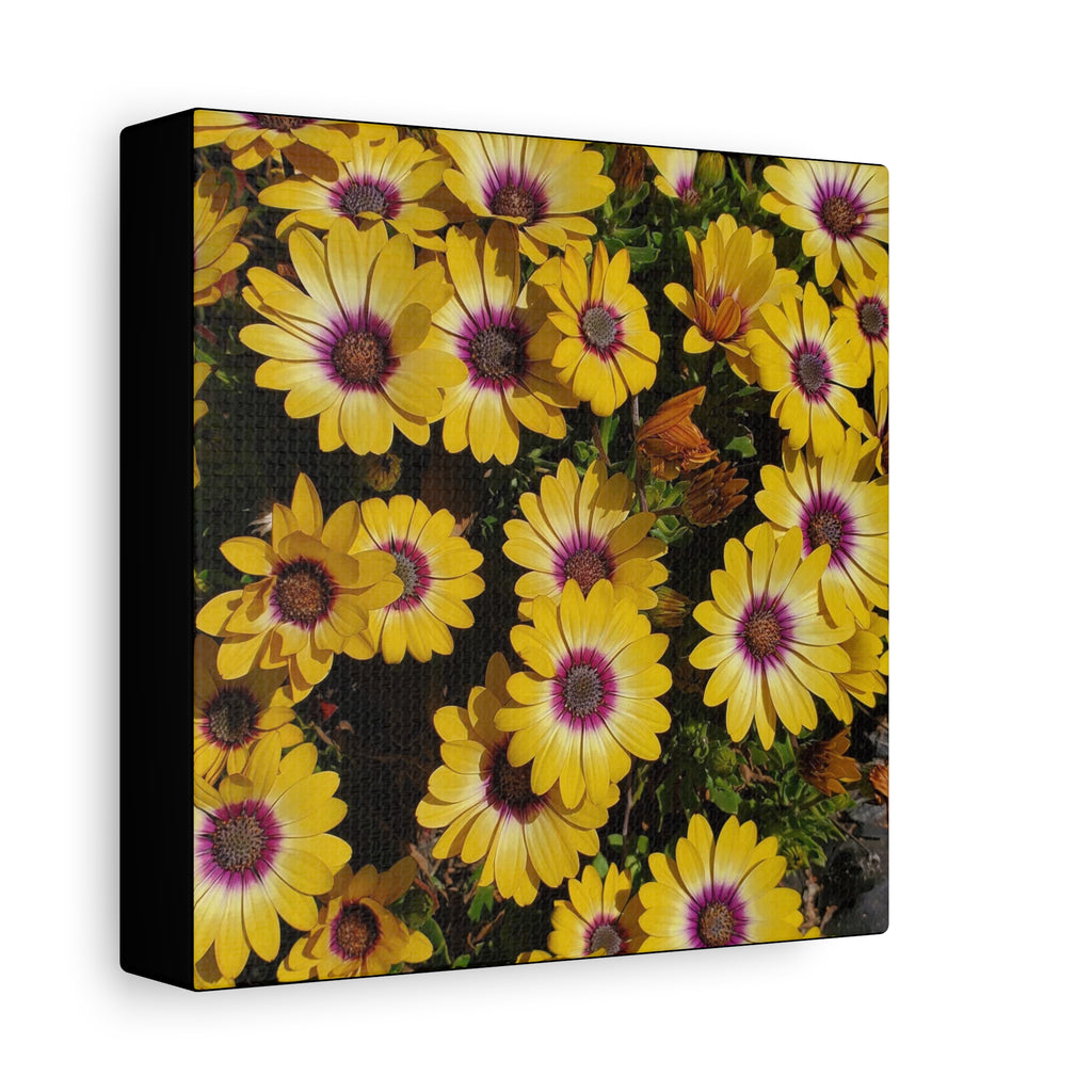 Yellow Daisy Floral Canvas Wall Art