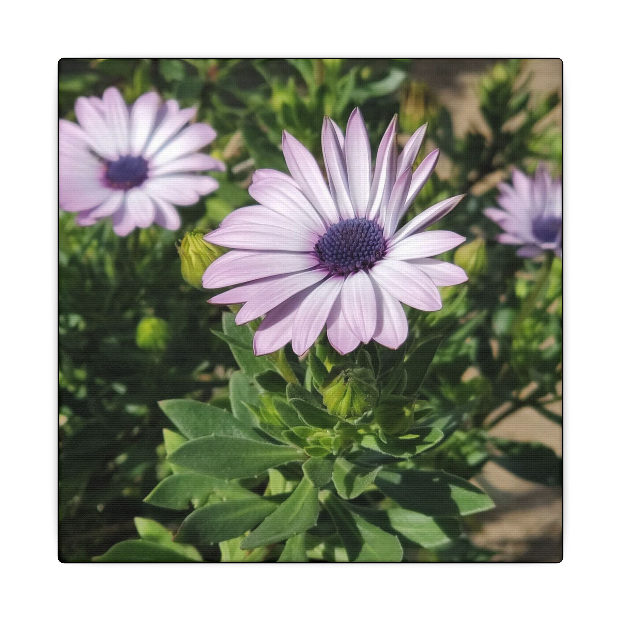 Unframed Purple Daisy Floral Canvas Print
