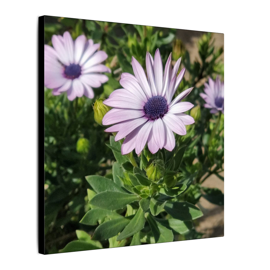 Unframed Purple Daisy Floral Canvas Print