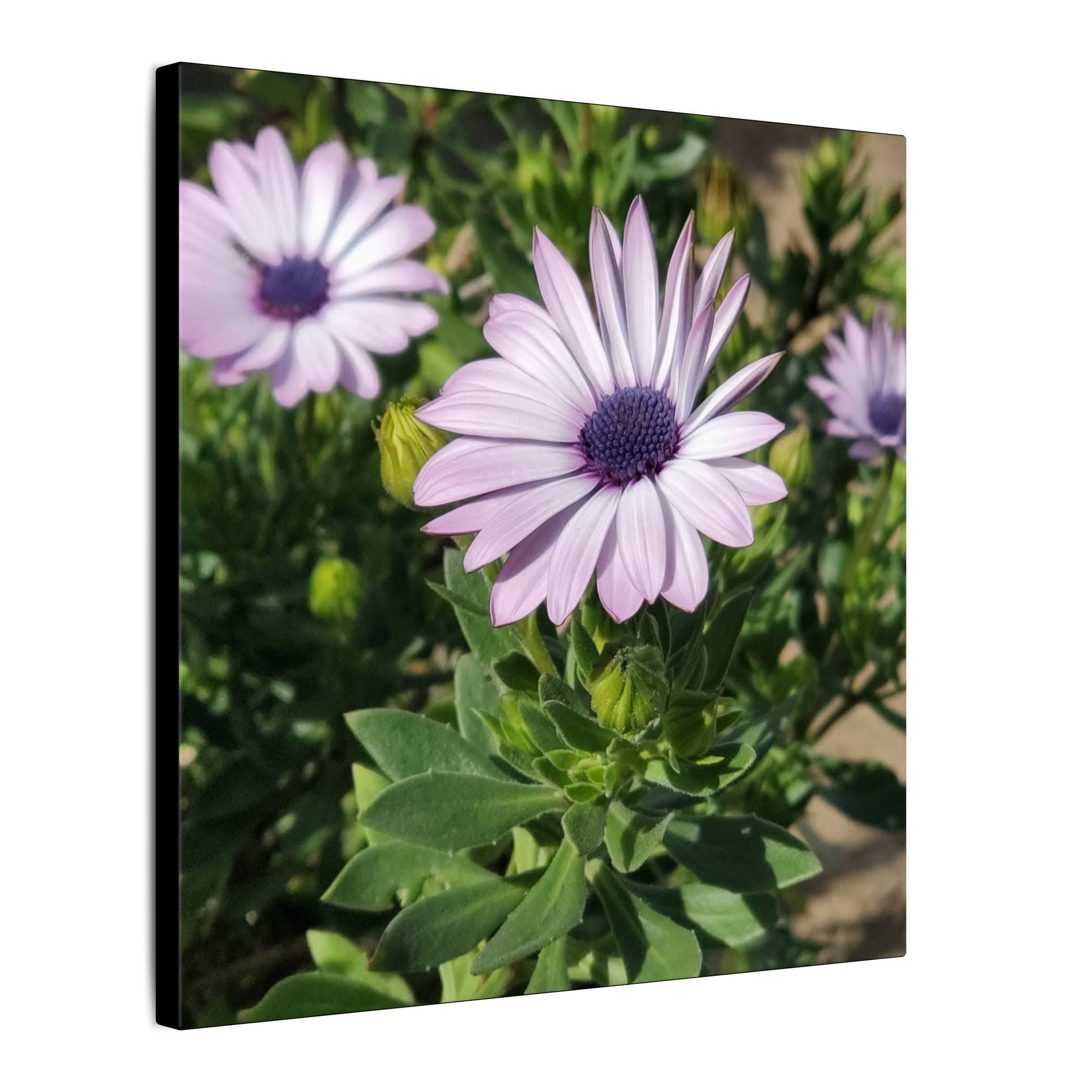 Unframed Purple Daisy Floral Canvas Print
