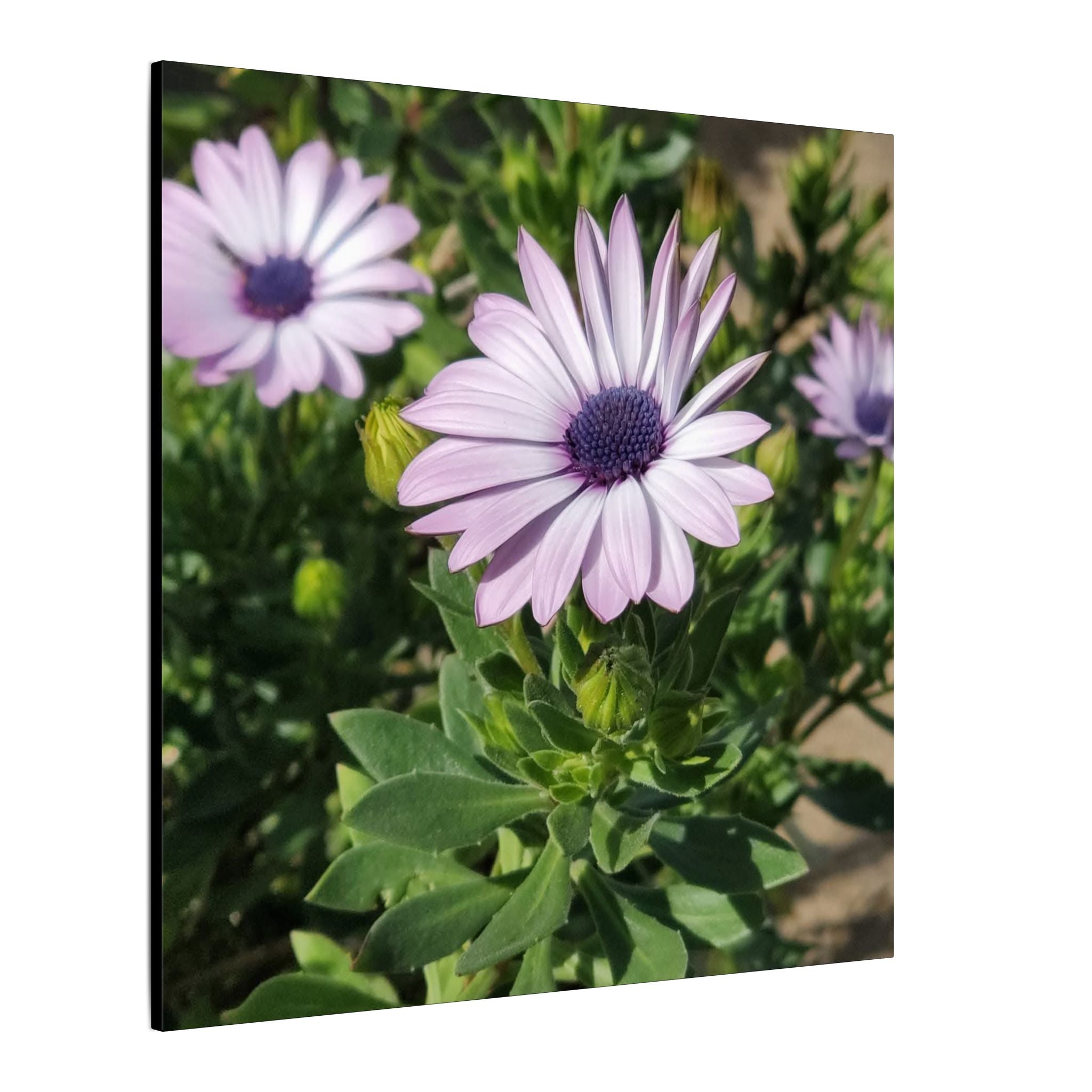 Unframed Purple Daisy Floral Canvas Print