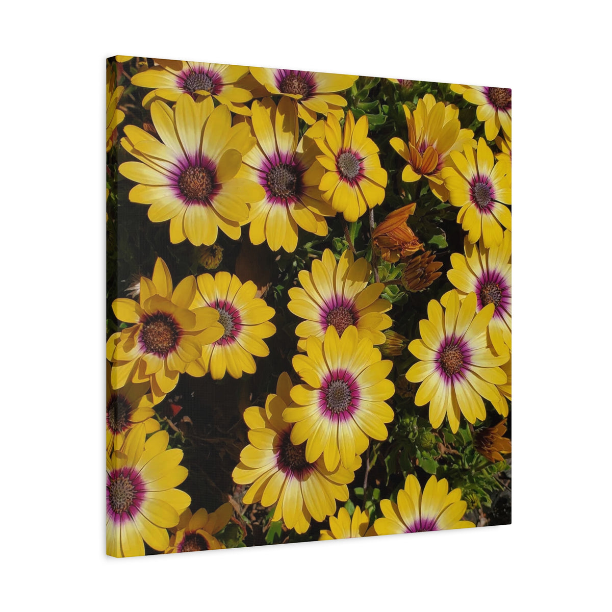 Yellow Daisy Floral Canvas Wall Art