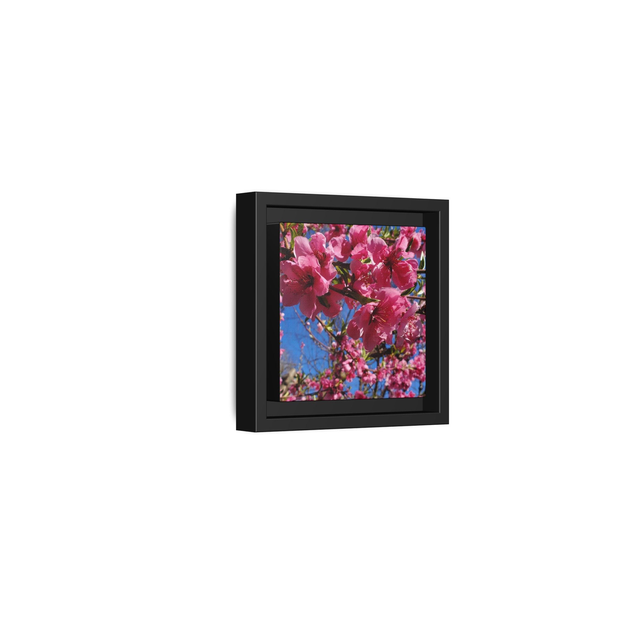 Lienzo Impreso de Flor de Cerezo Rosa