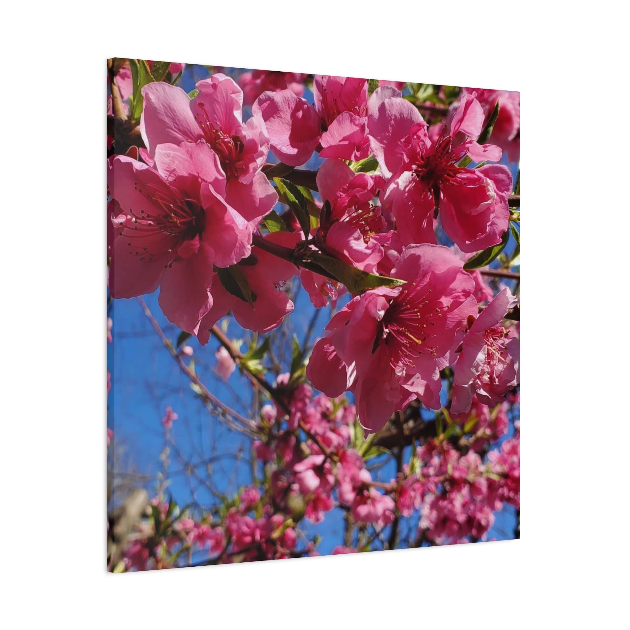 Pink Blossom Canvas Wall Art — Floral Print