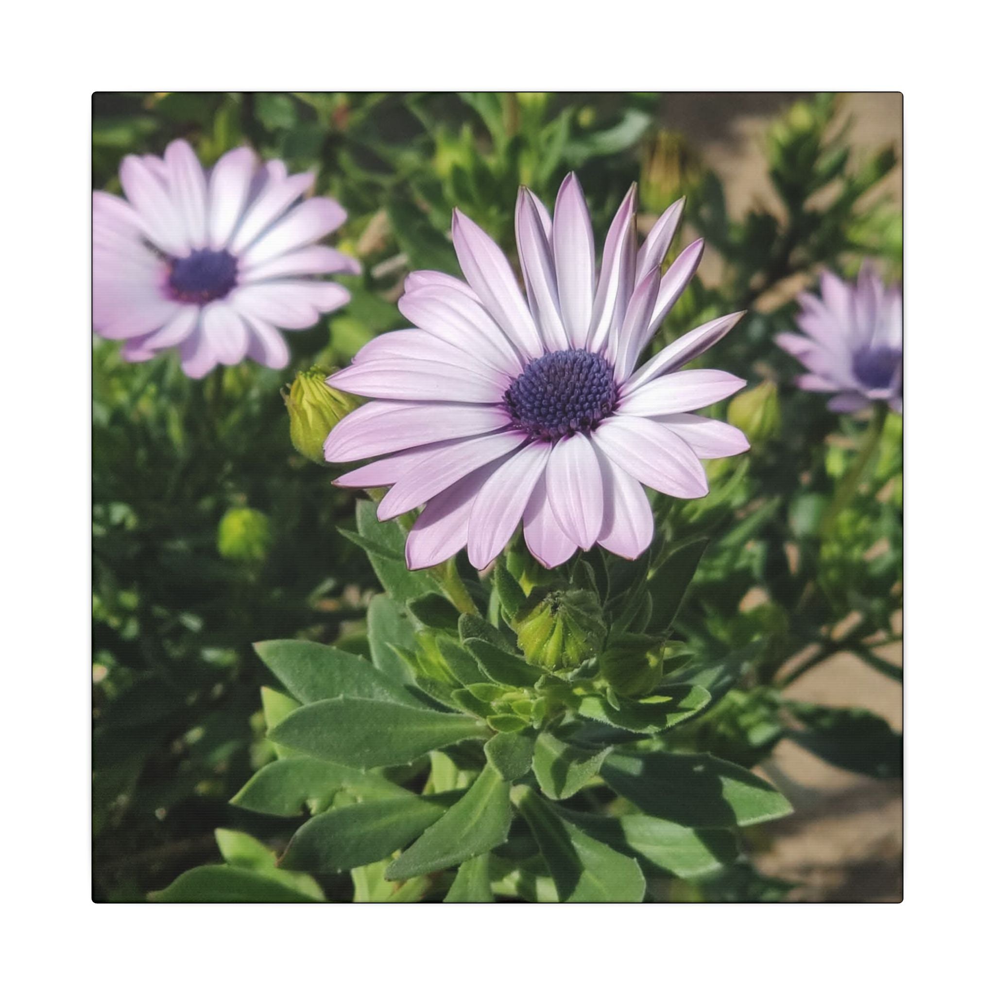 Unframed Purple Daisy Floral Canvas Print