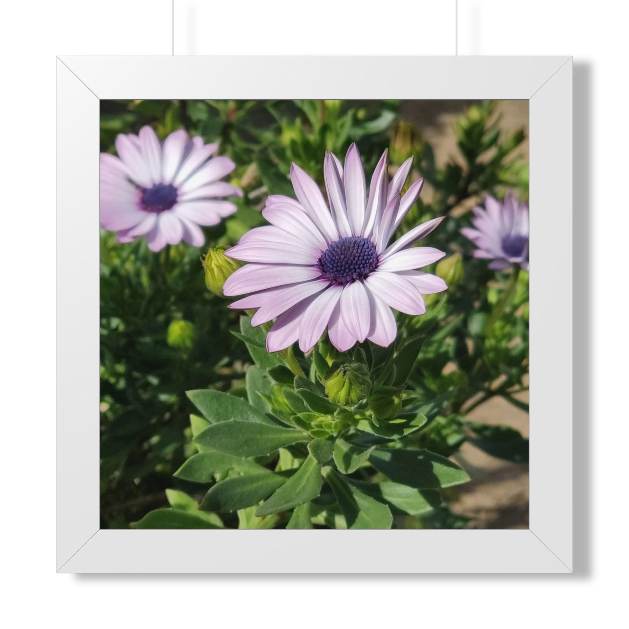 Lavender Daisy Framed Poster | Floral Wall Art, Square Print