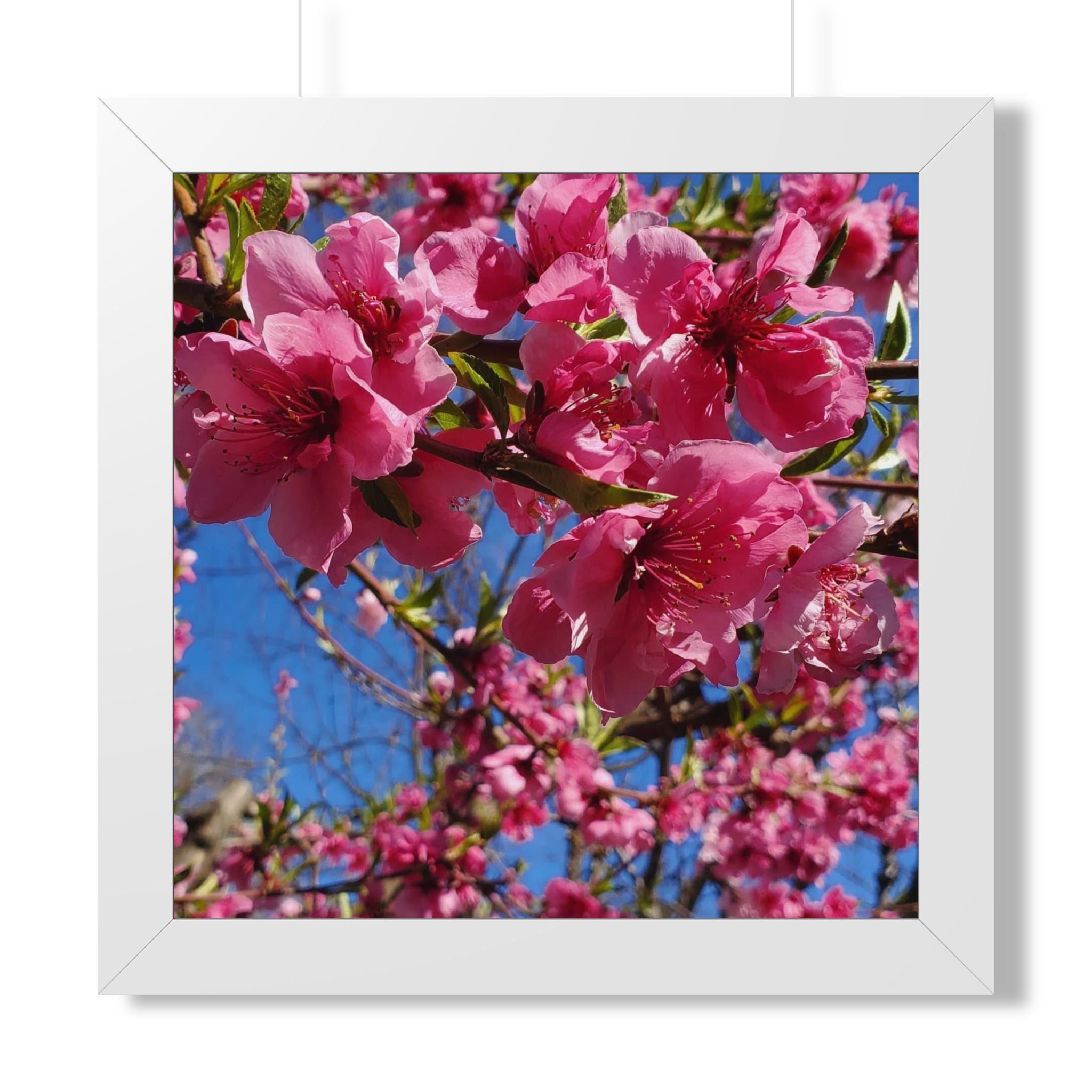 Pink Peach Blossom Photo Framed Poster | Floral Wall Art
