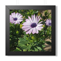 Lavender Daisy Framed Poster | Floral Wall Art, Square Print