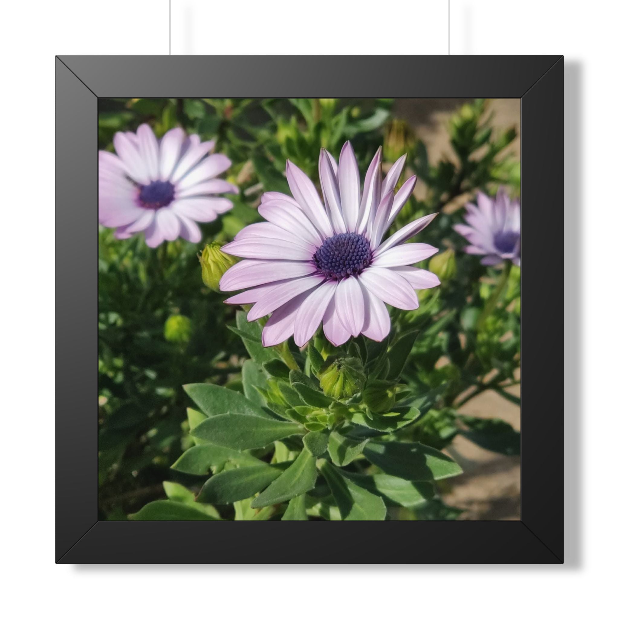Lavender Daisy Framed Poster | Floral Wall Art, Square Print