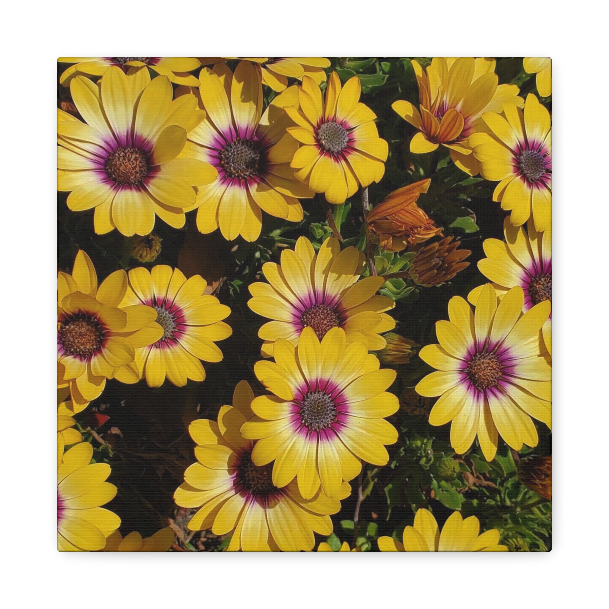 Yellow Daisy Floral Canvas Wall Art