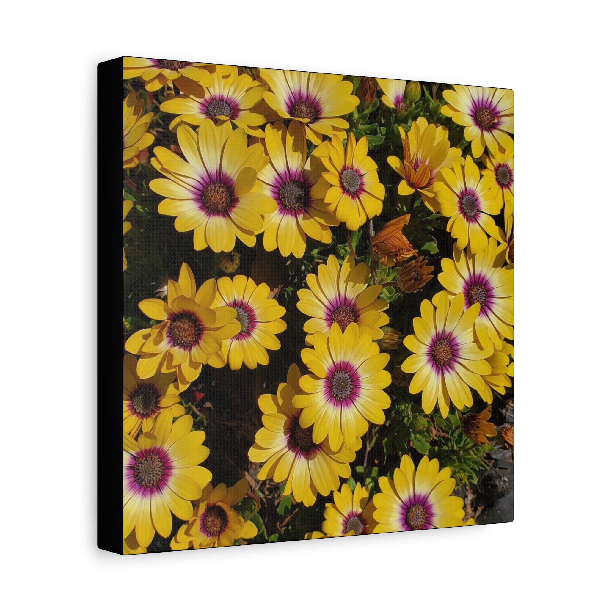 Yellow Daisy Floral Canvas Wall Art