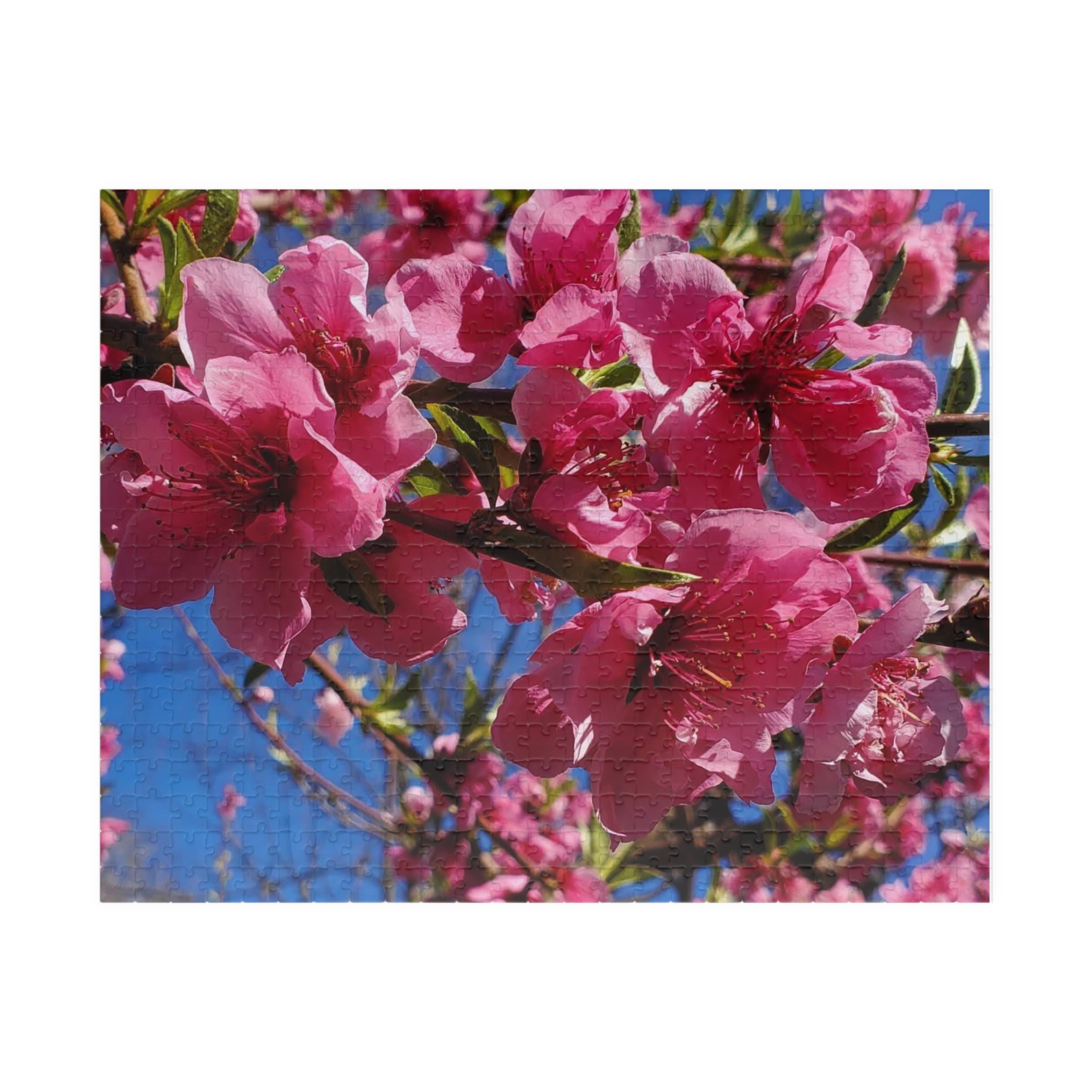 Rompecabezas de flores de cerezo rosas 252/520 piezas | Rompecabezas floral de primavera