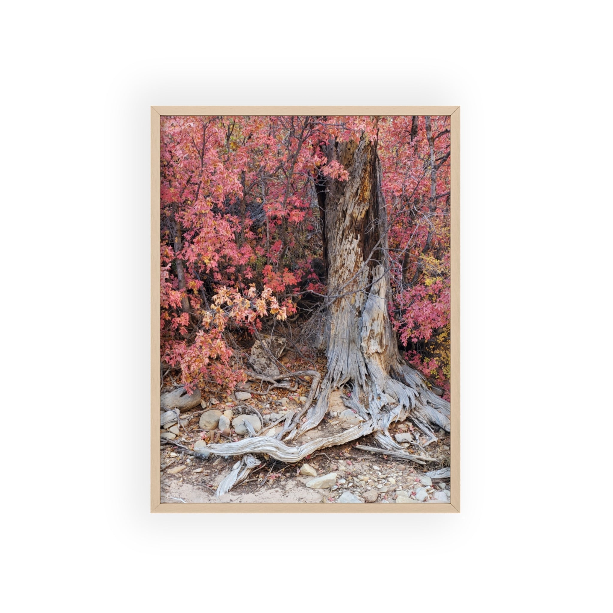 Póster "Raíces de árbol de otoño" con marco de madera | Arte de pared de bosque otoñal