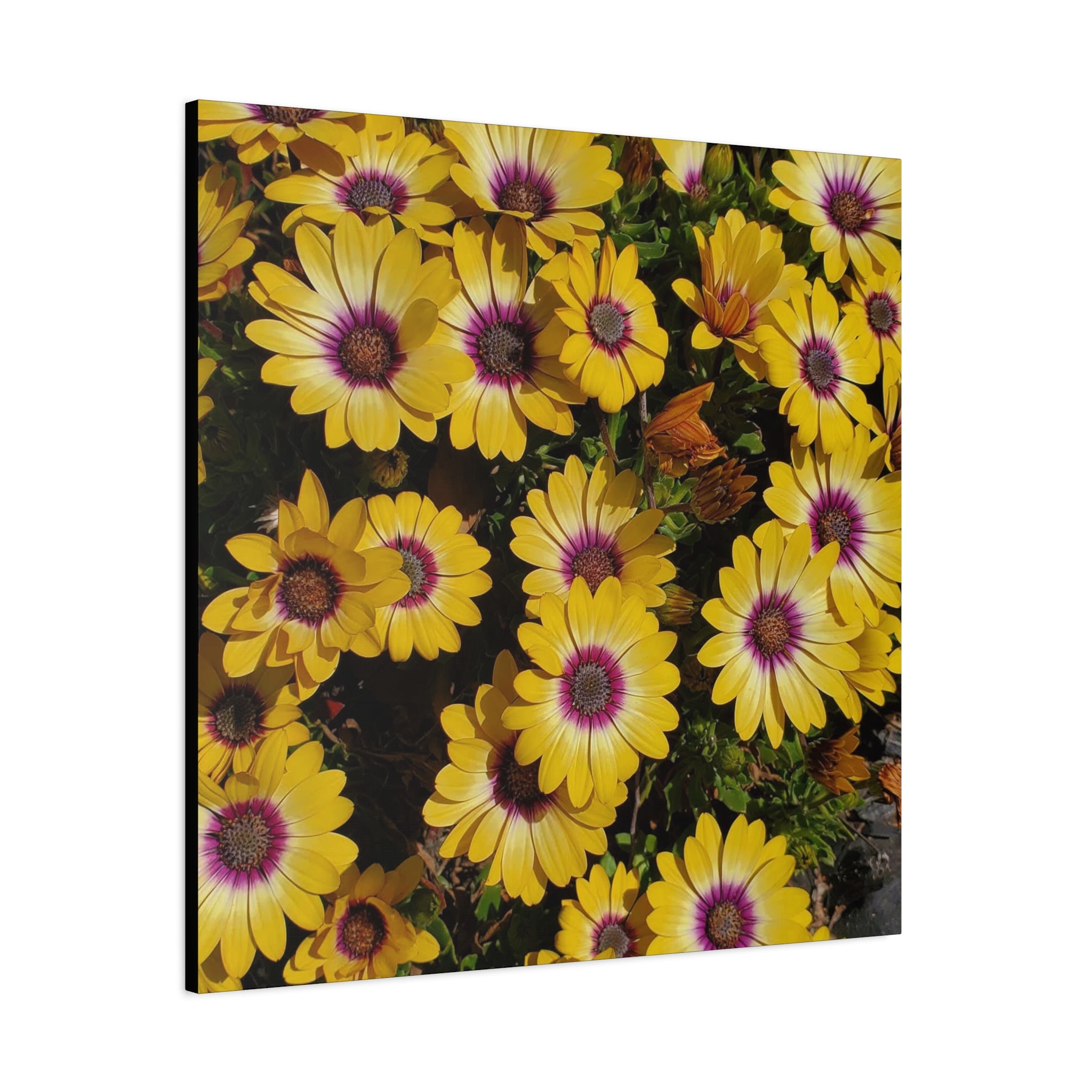 Yellow Daisy Floral Canvas Wall Art