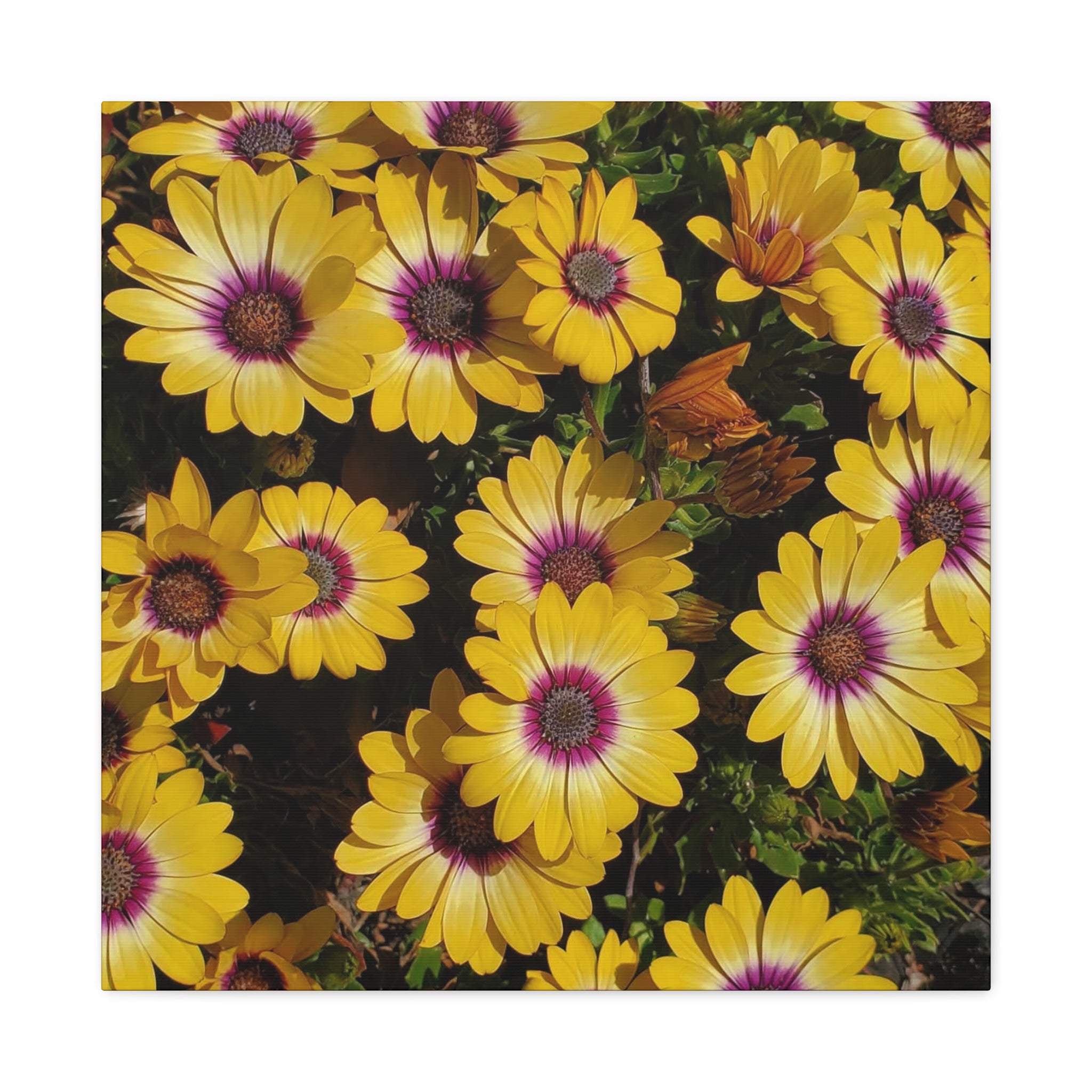 Yellow Daisy Floral Canvas Wall Art