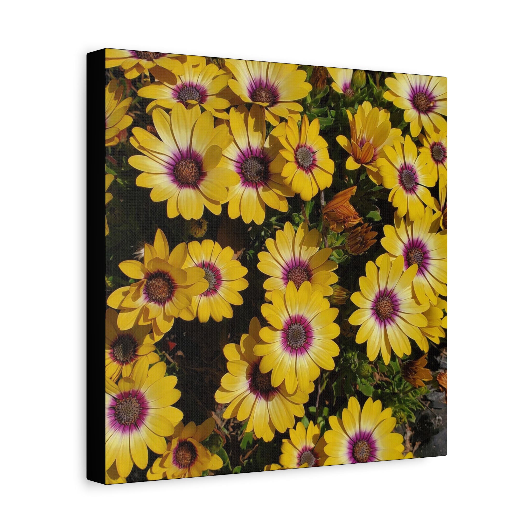 Yellow Daisy Floral Canvas Wall Art