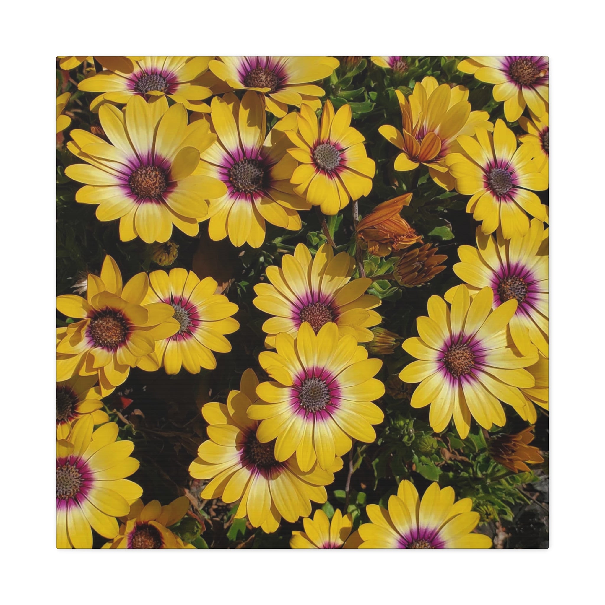 Yellow Daisy Floral Canvas Wall Art