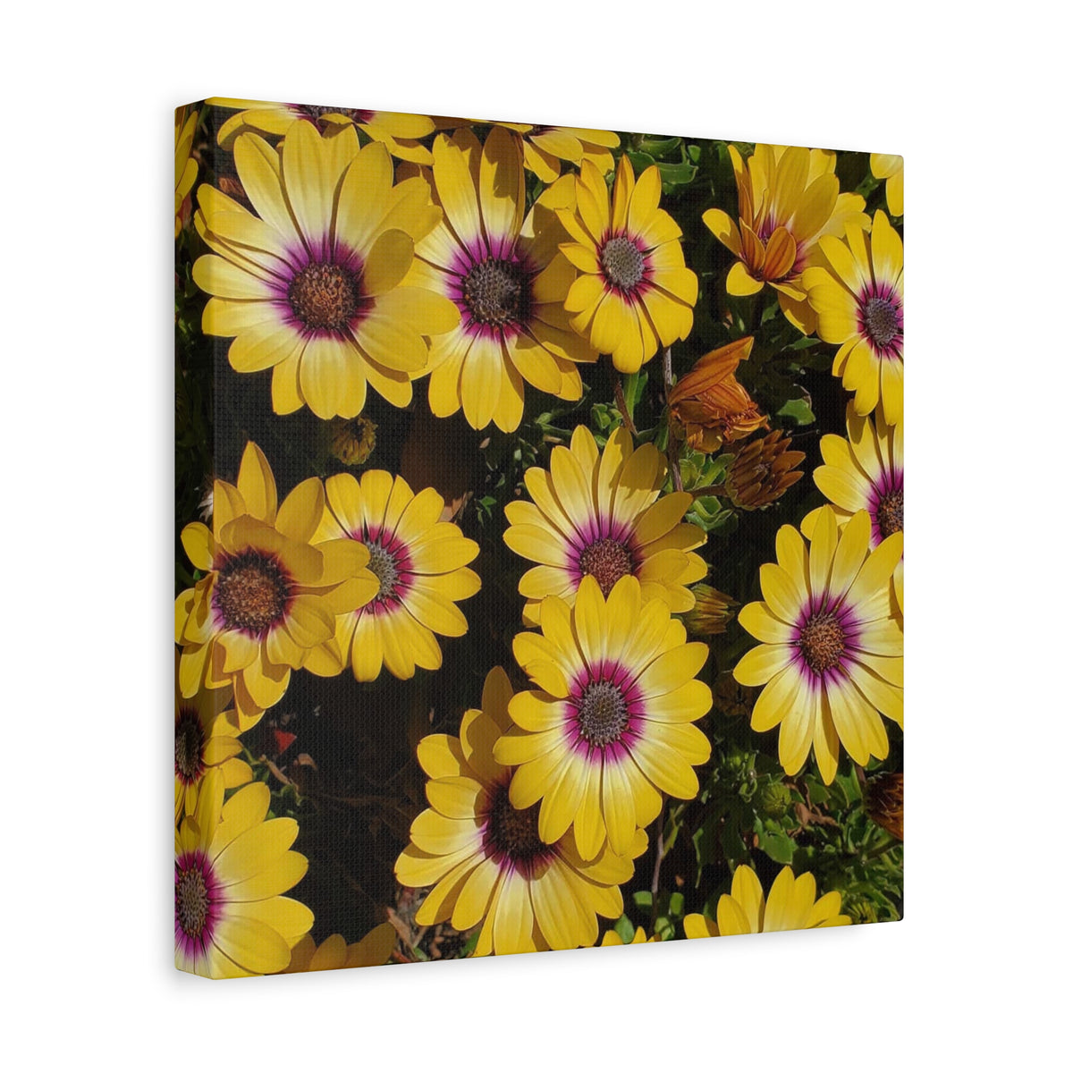Yellow Daisy Floral Canvas Wall Art