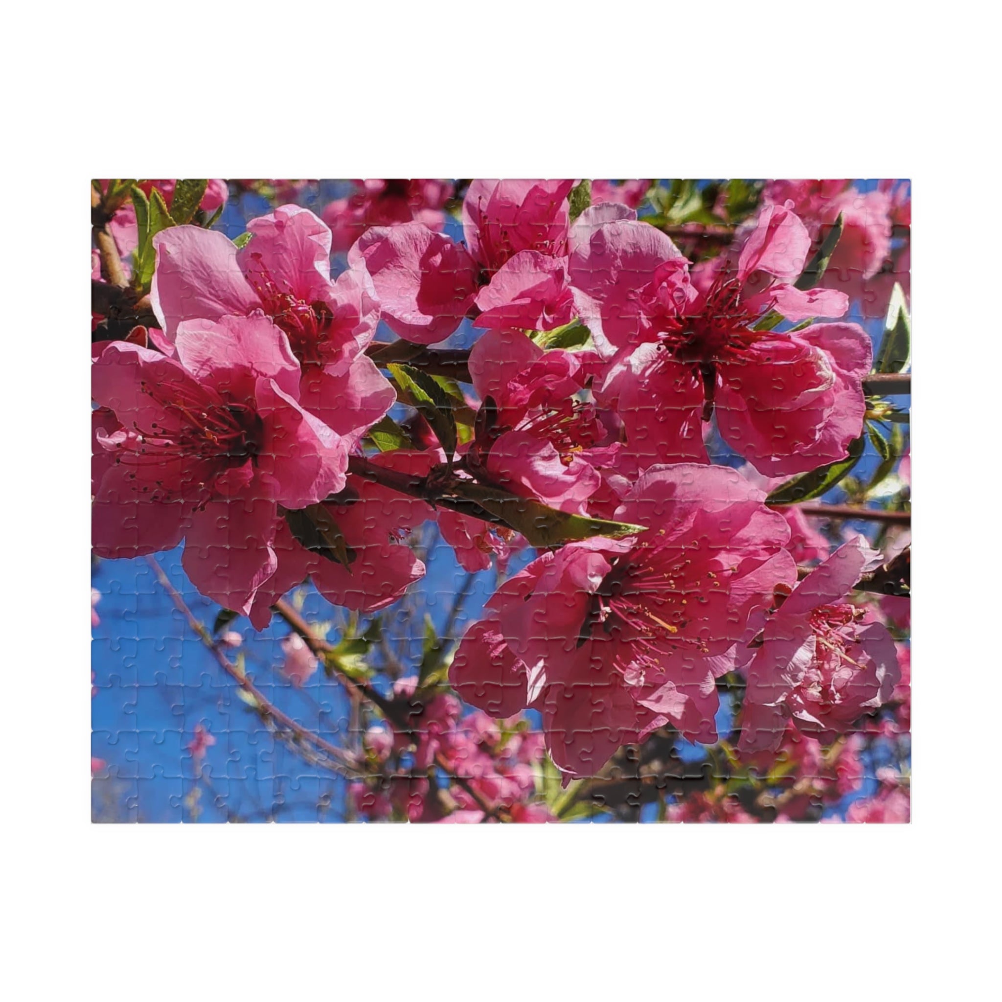 Rompecabezas de flores de cerezo rosas 252/520 piezas | Rompecabezas floral de primavera