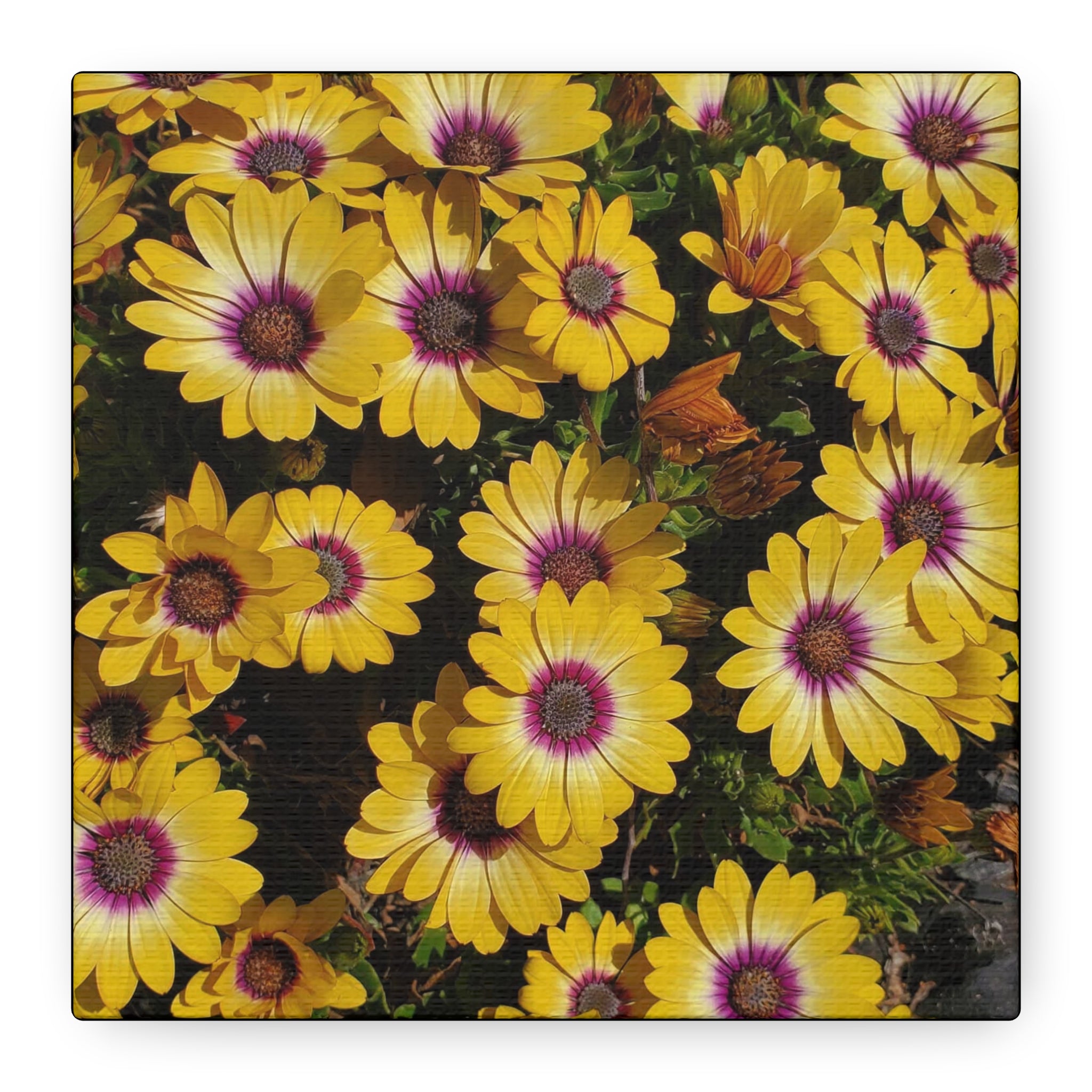 Yellow Daisy Floral Canvas Wall Art