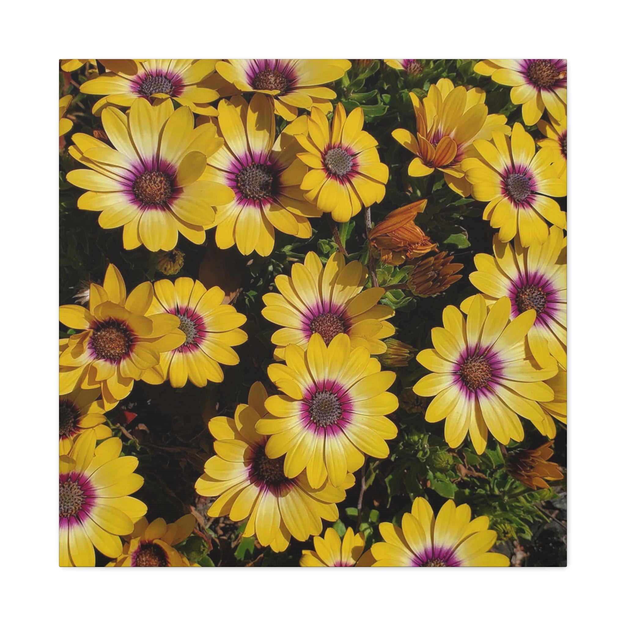Yellow Daisy Floral Canvas Wall Art