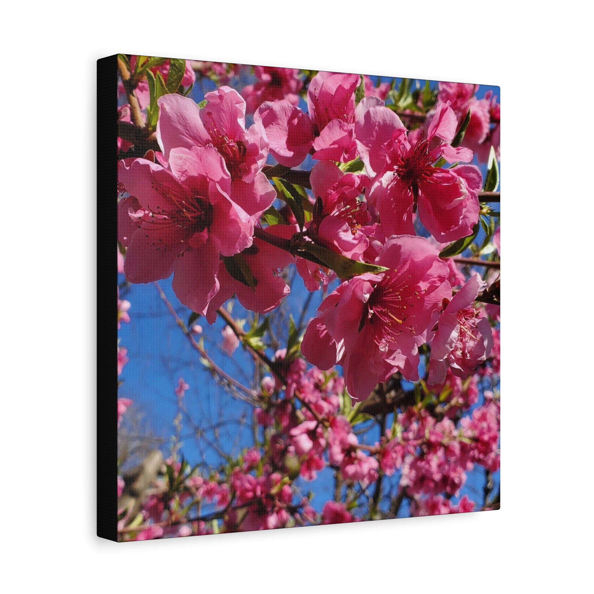Pink Blossom Canvas Wall Art — Floral Print