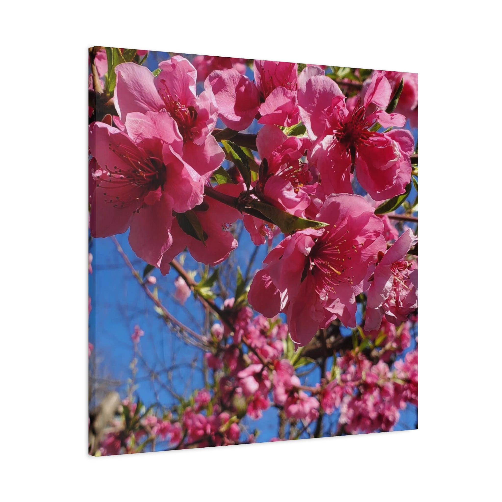 Pink Blossom Canvas Wall Art — Floral Print