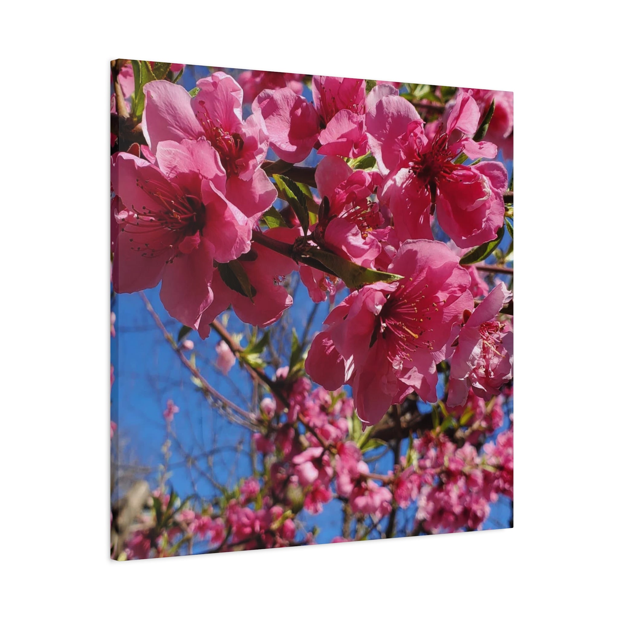 Pink Blossom Canvas Wall Art — Floral Print