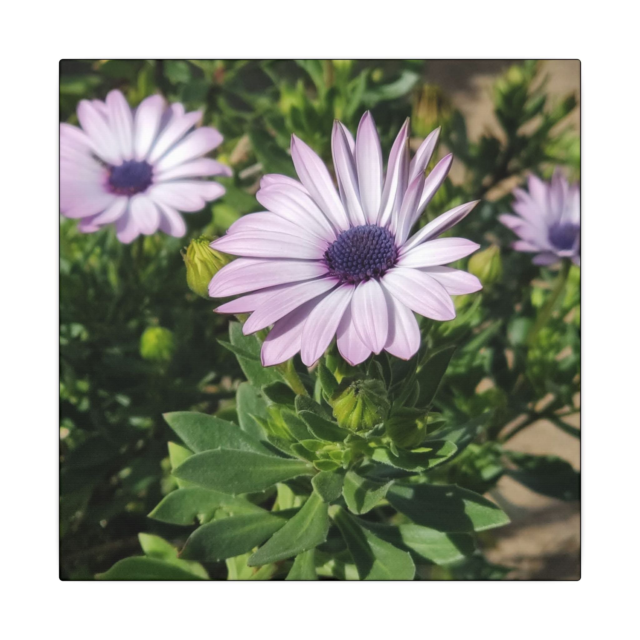Unframed Purple Daisy Floral Canvas Print