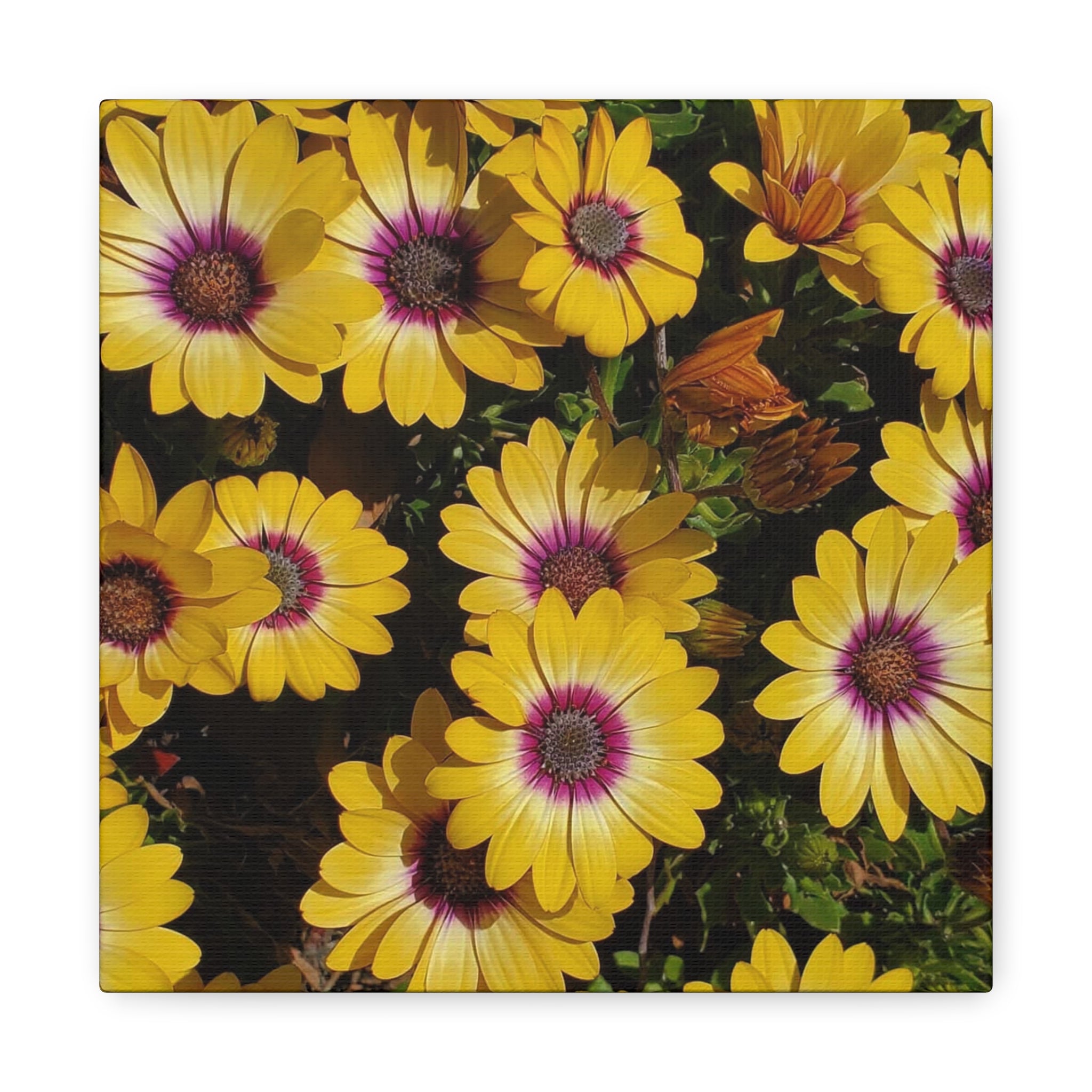 Yellow Daisy Floral Canvas Wall Art