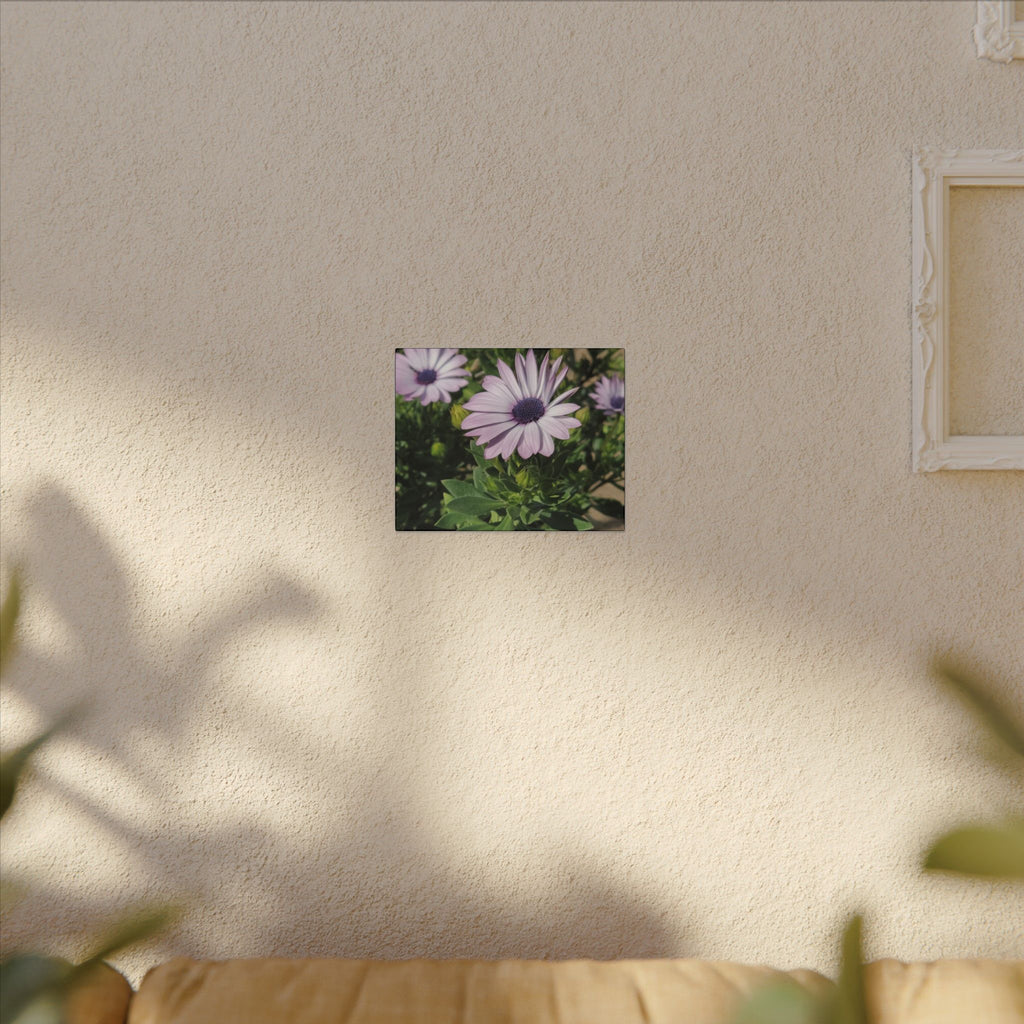 Unframed Purple Daisy Floral Canvas Print
