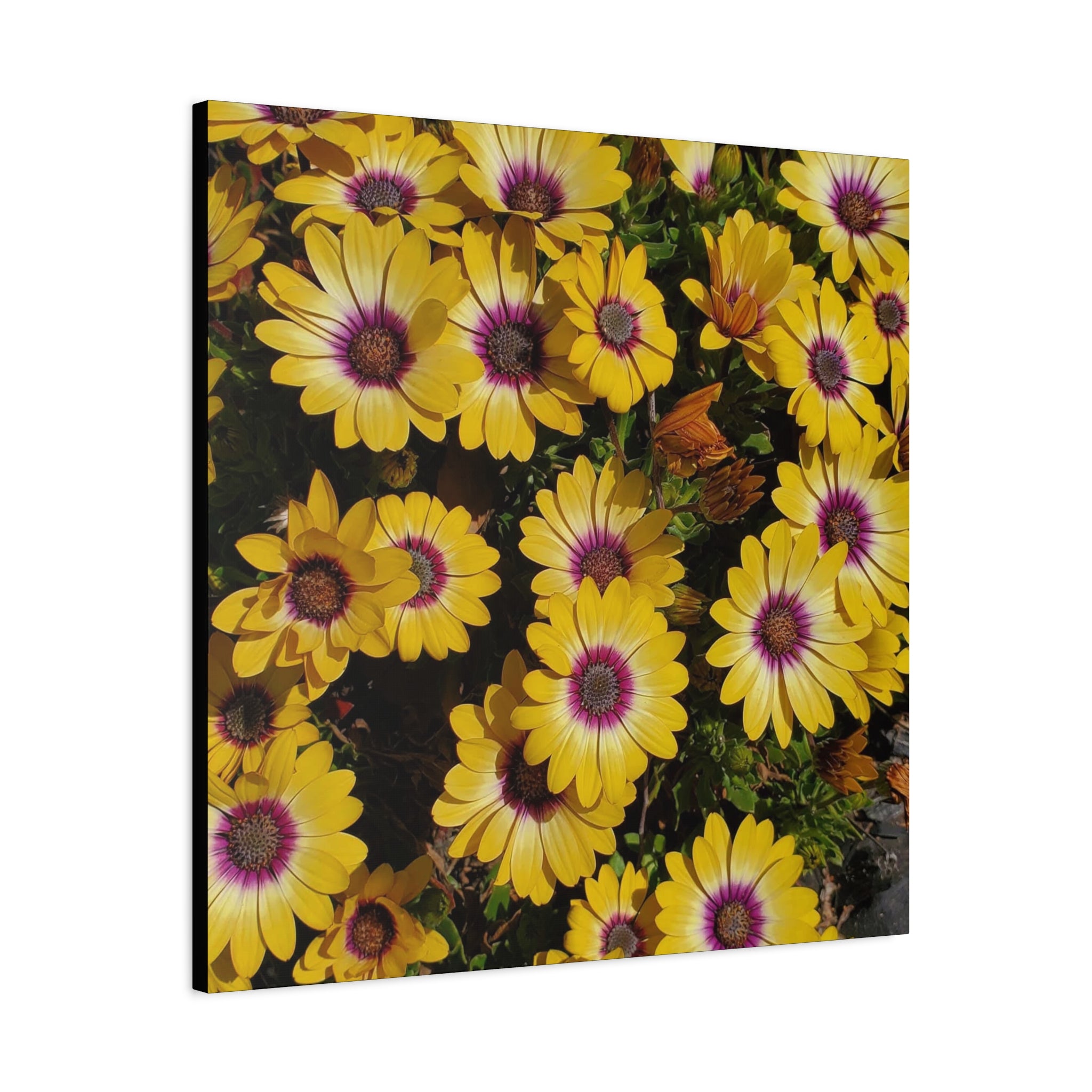 Yellow Daisy Floral Canvas Wall Art