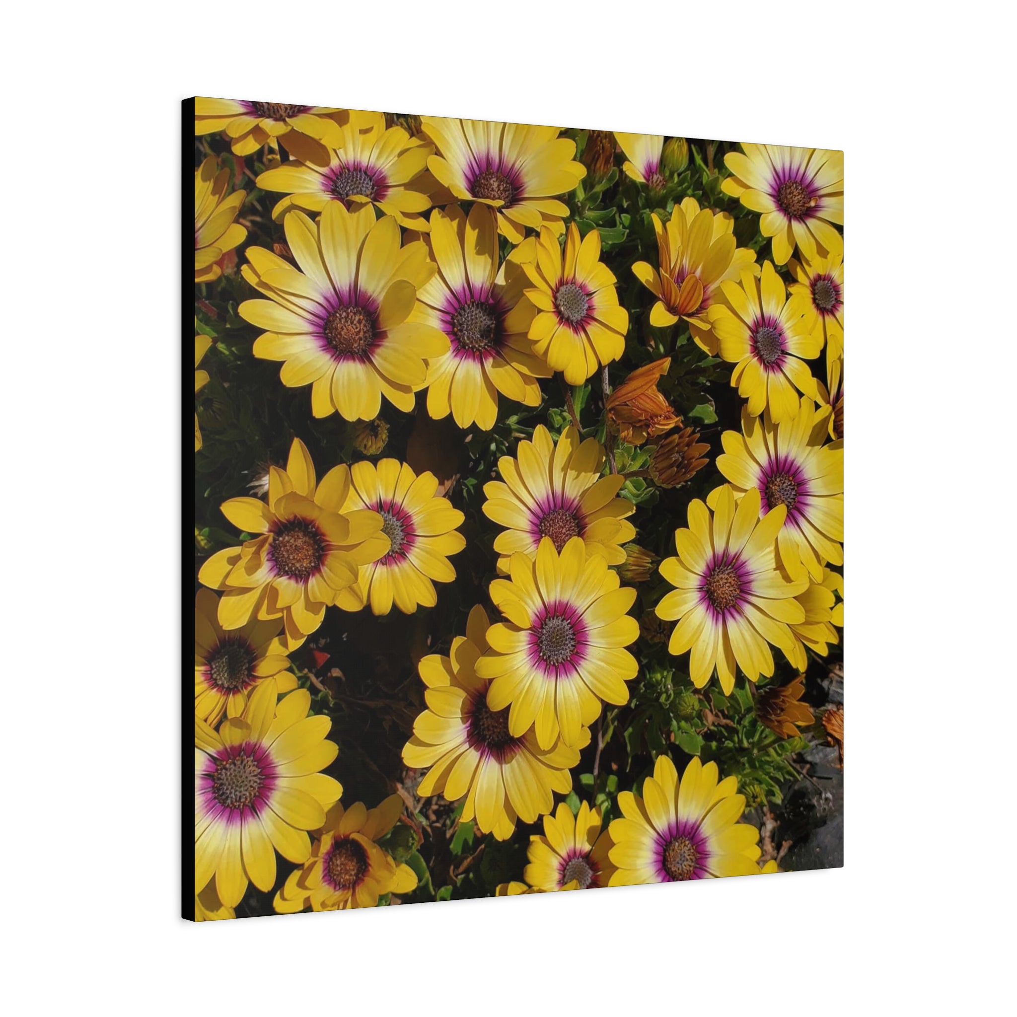 Yellow Daisy Floral Canvas Wall Art
