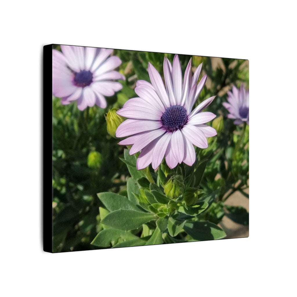 Unframed Purple Daisy Floral Canvas Print