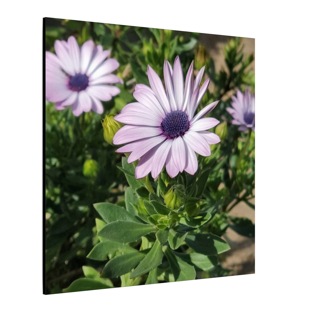 Unframed Purple Daisy Floral Canvas Print