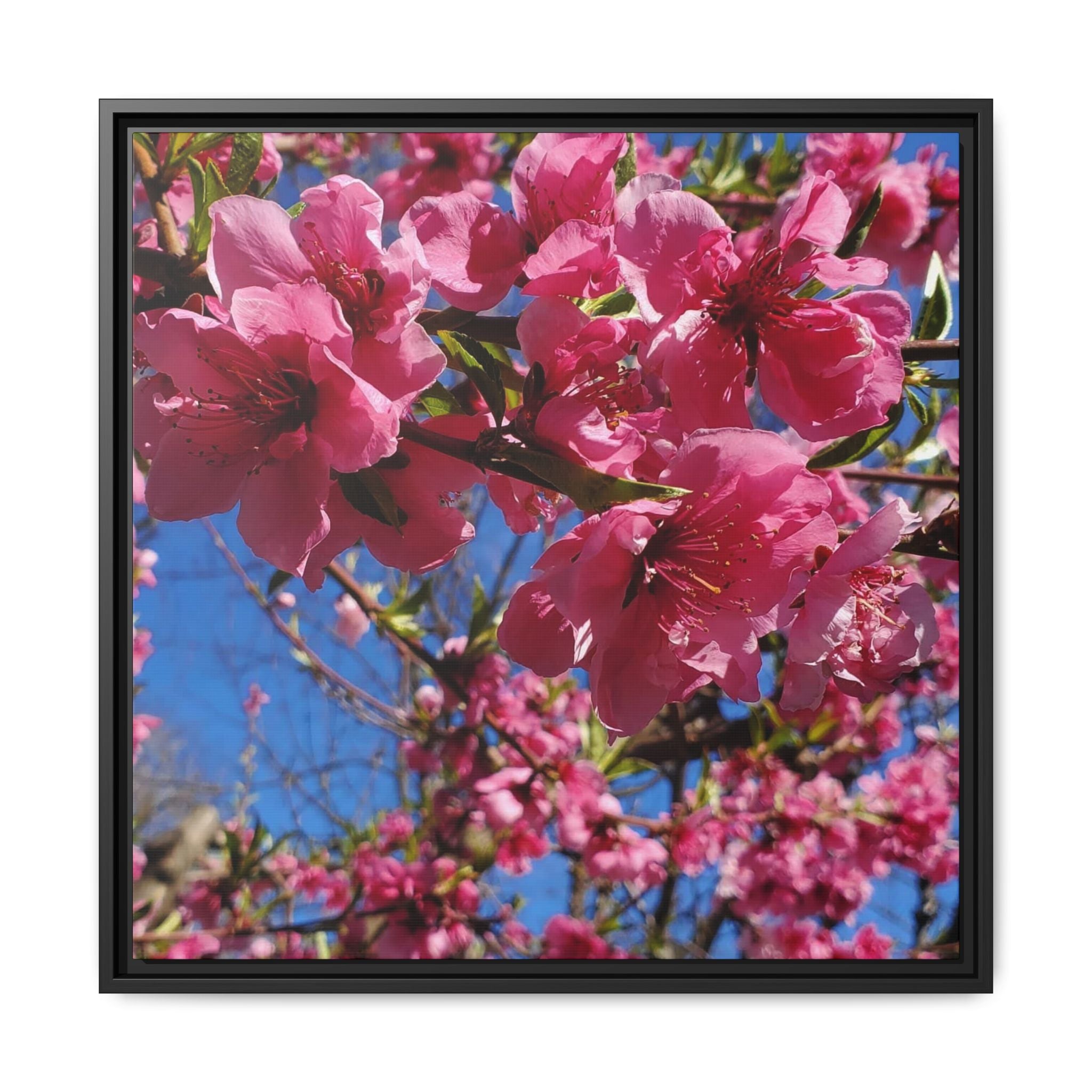 Lienzo Impreso de Flor de Cerezo Rosa
