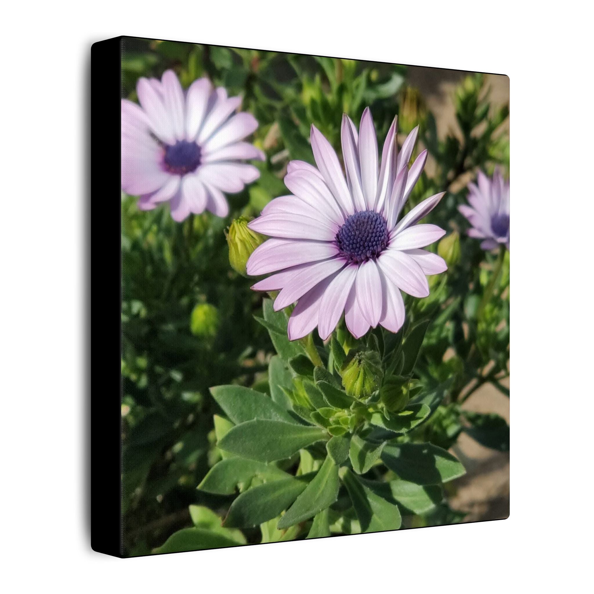 Unframed Purple Daisy Floral Canvas Print