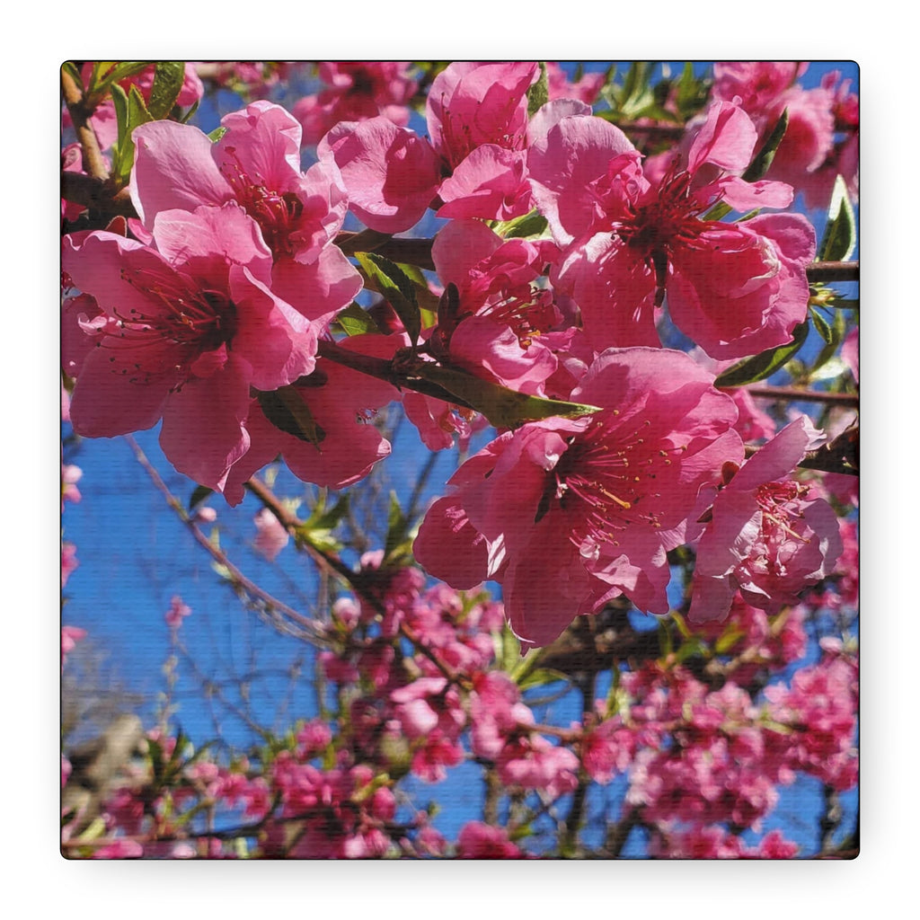Pink Blossom Canvas Wall Art — Floral Print