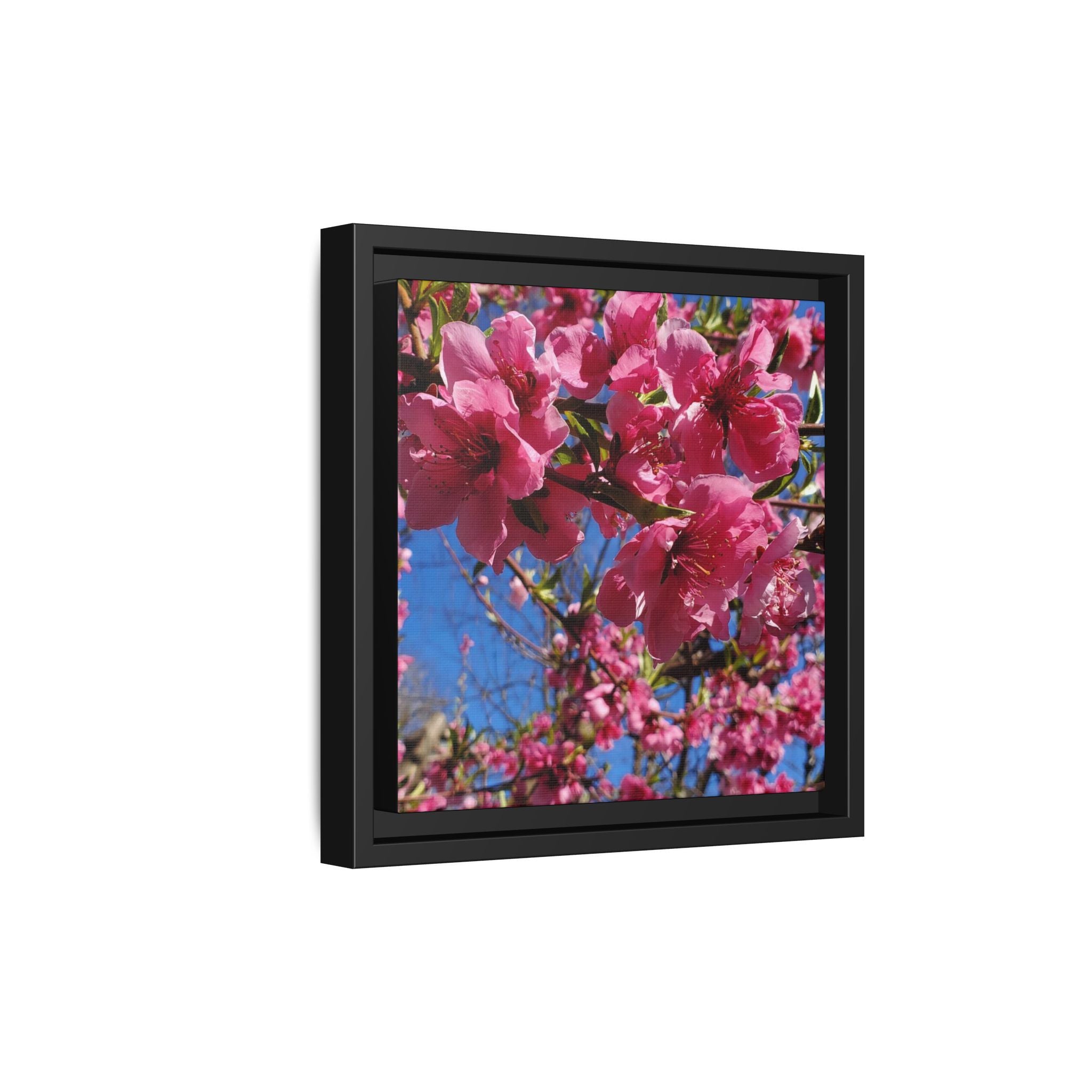 Lienzo Impreso de Flor de Cerezo Rosa