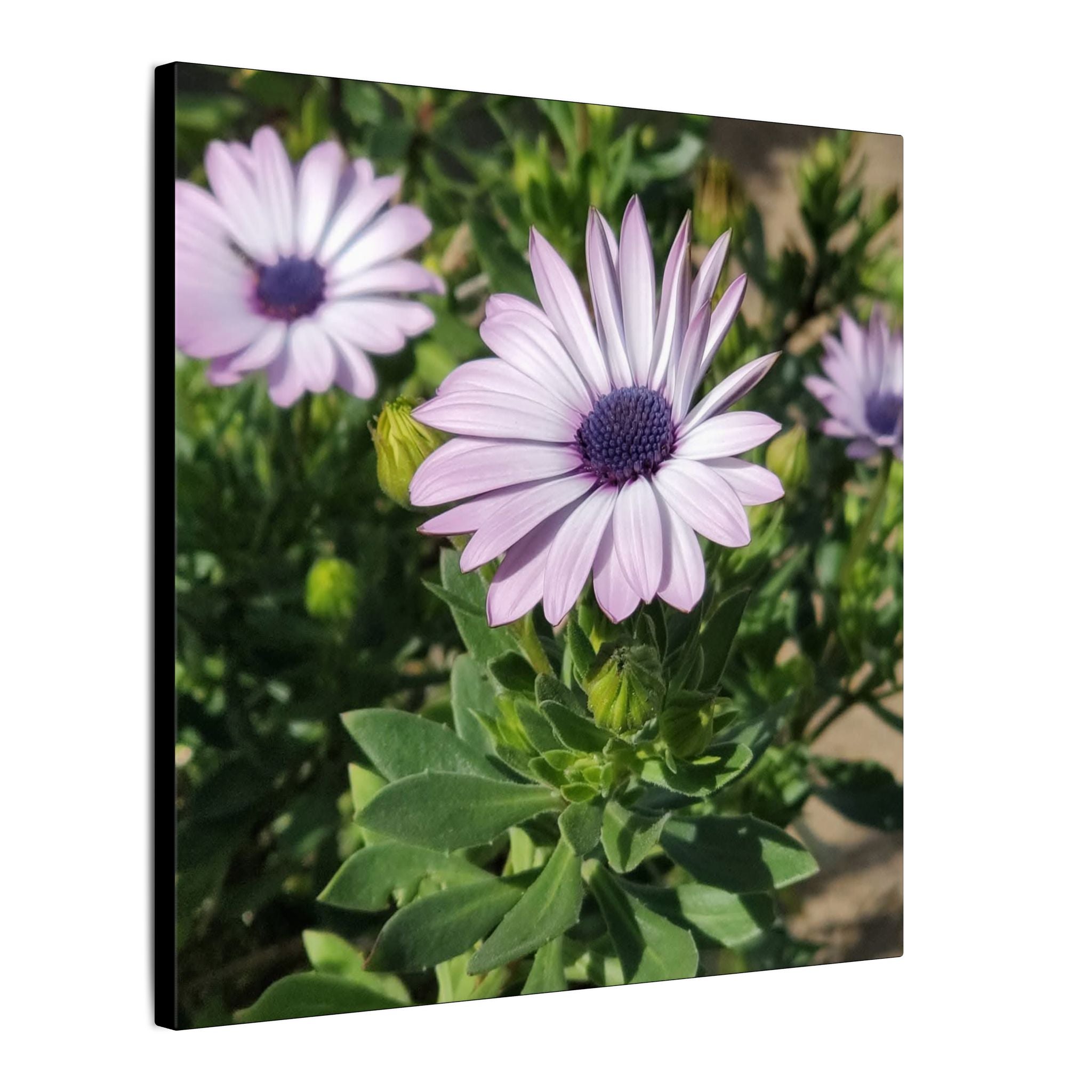 Unframed Purple Daisy Floral Canvas Print