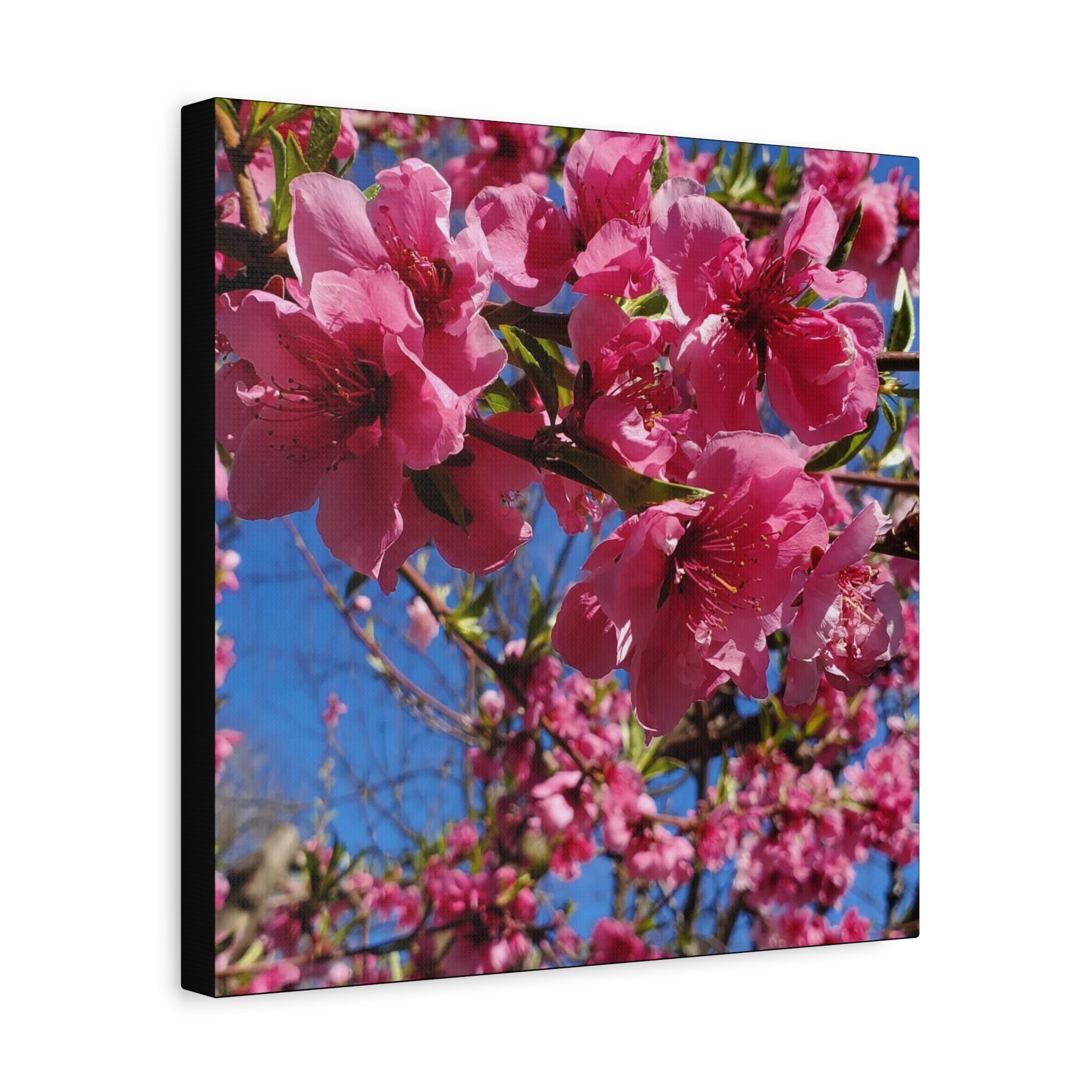 Pink Blossom Canvas Wall Art — Floral Print