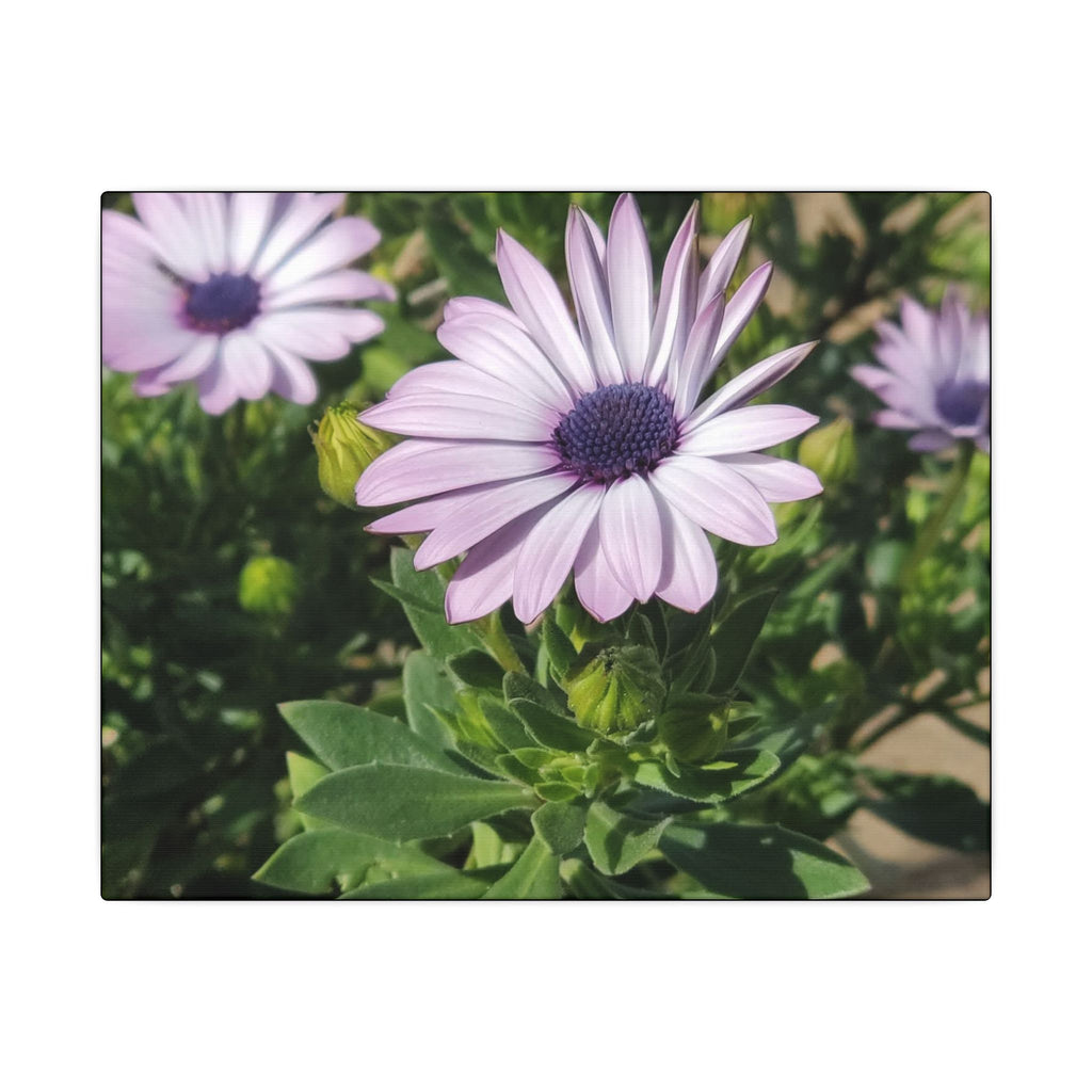 Unframed Purple Daisy Floral Canvas Print