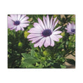 Unframed Purple Daisy Floral Canvas Print