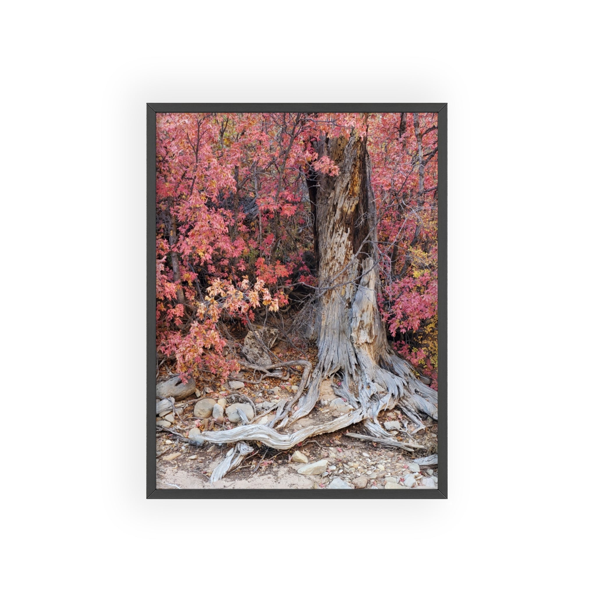 Póster "Raíces de árbol de otoño" con marco de madera | Arte de pared de bosque otoñal