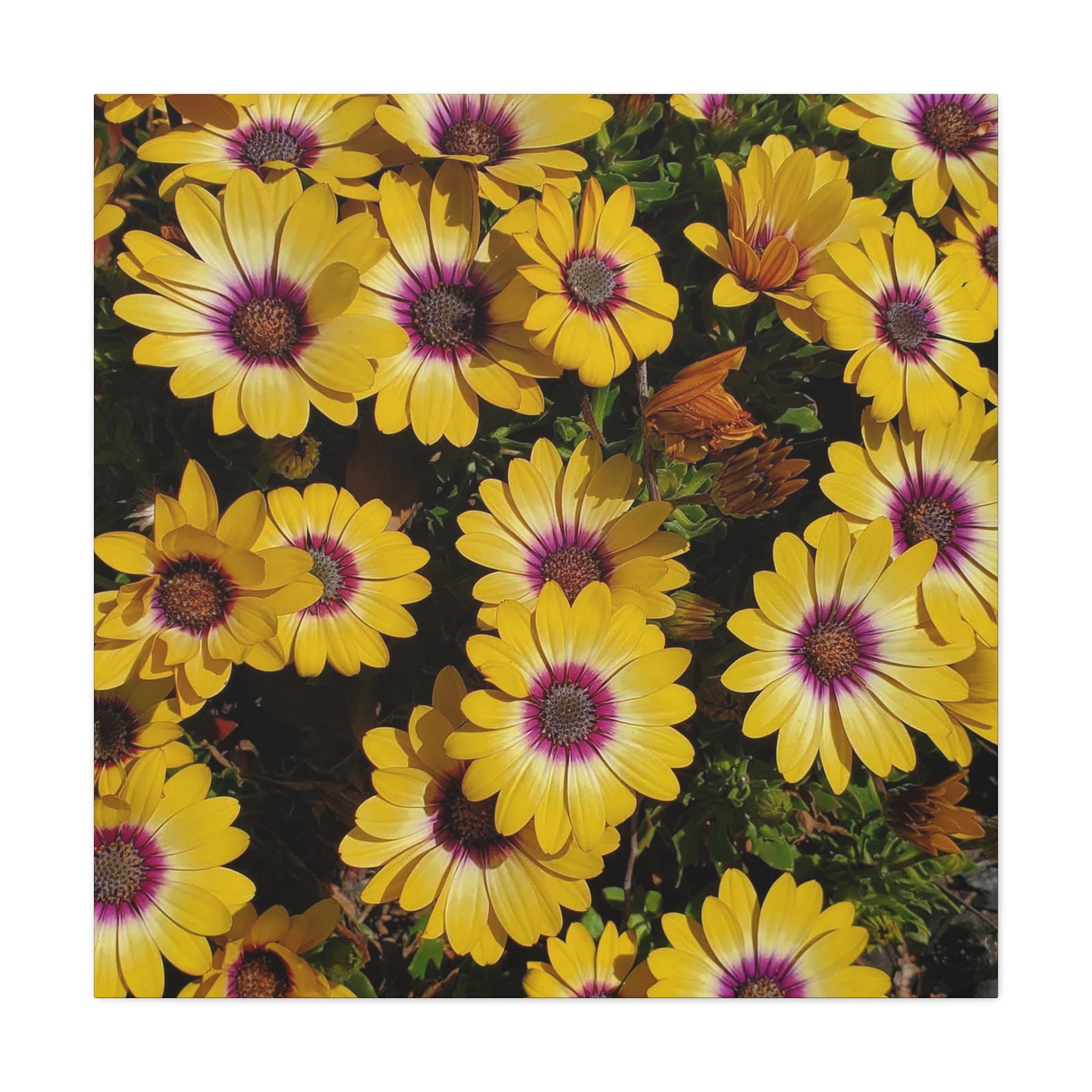 Yellow Daisy Floral Canvas Wall Art