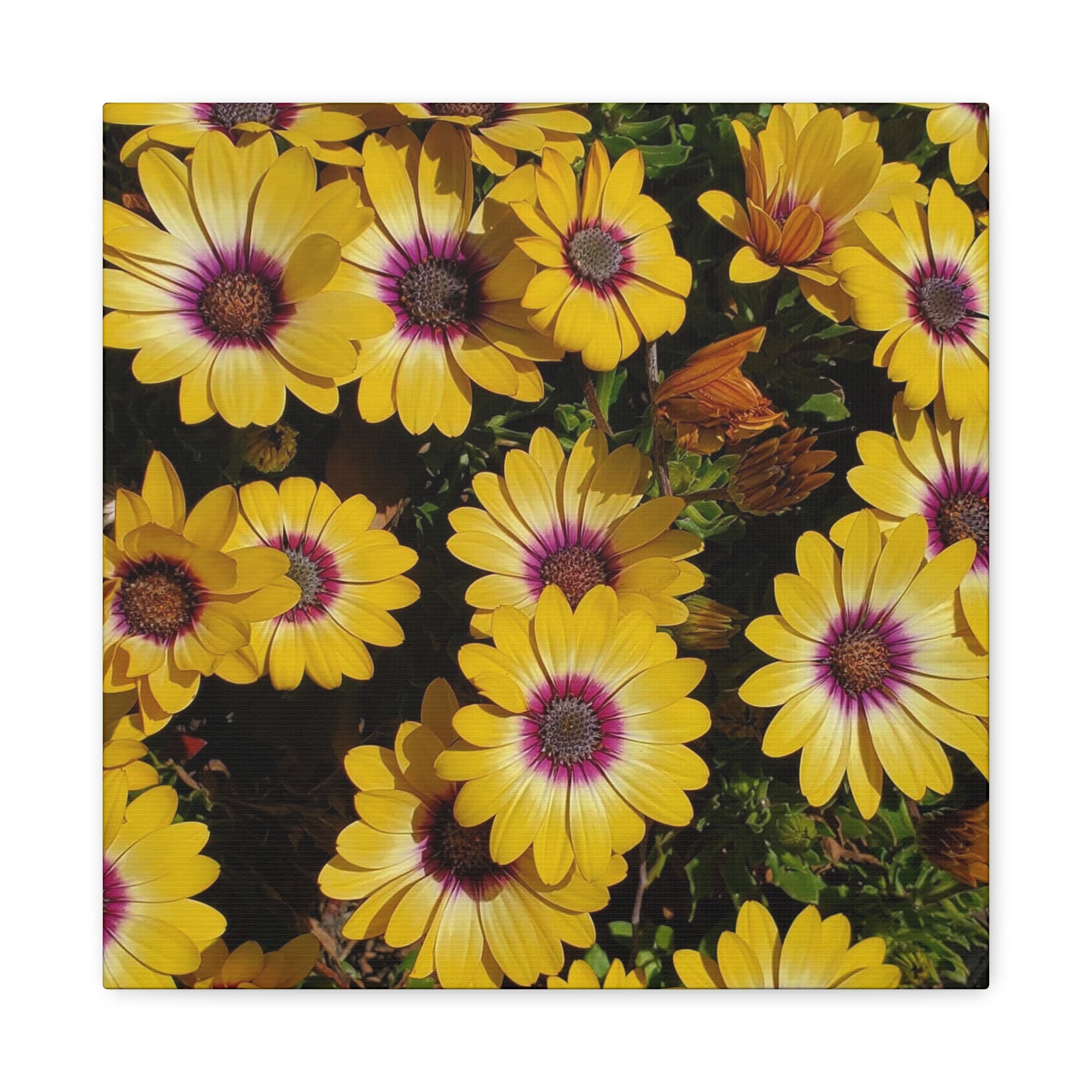 Yellow Daisy Floral Canvas Wall Art