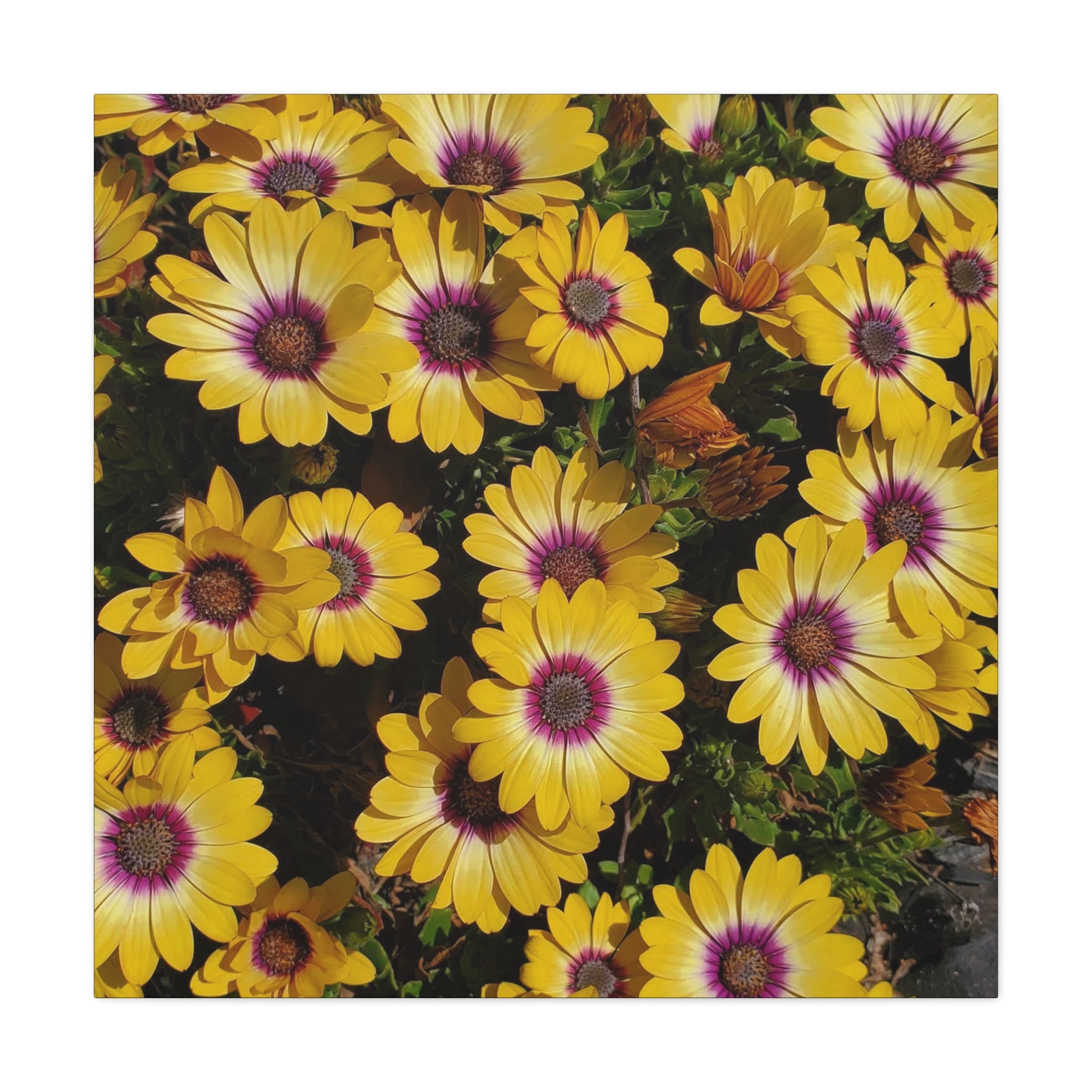 Yellow Daisy Floral Canvas Wall Art