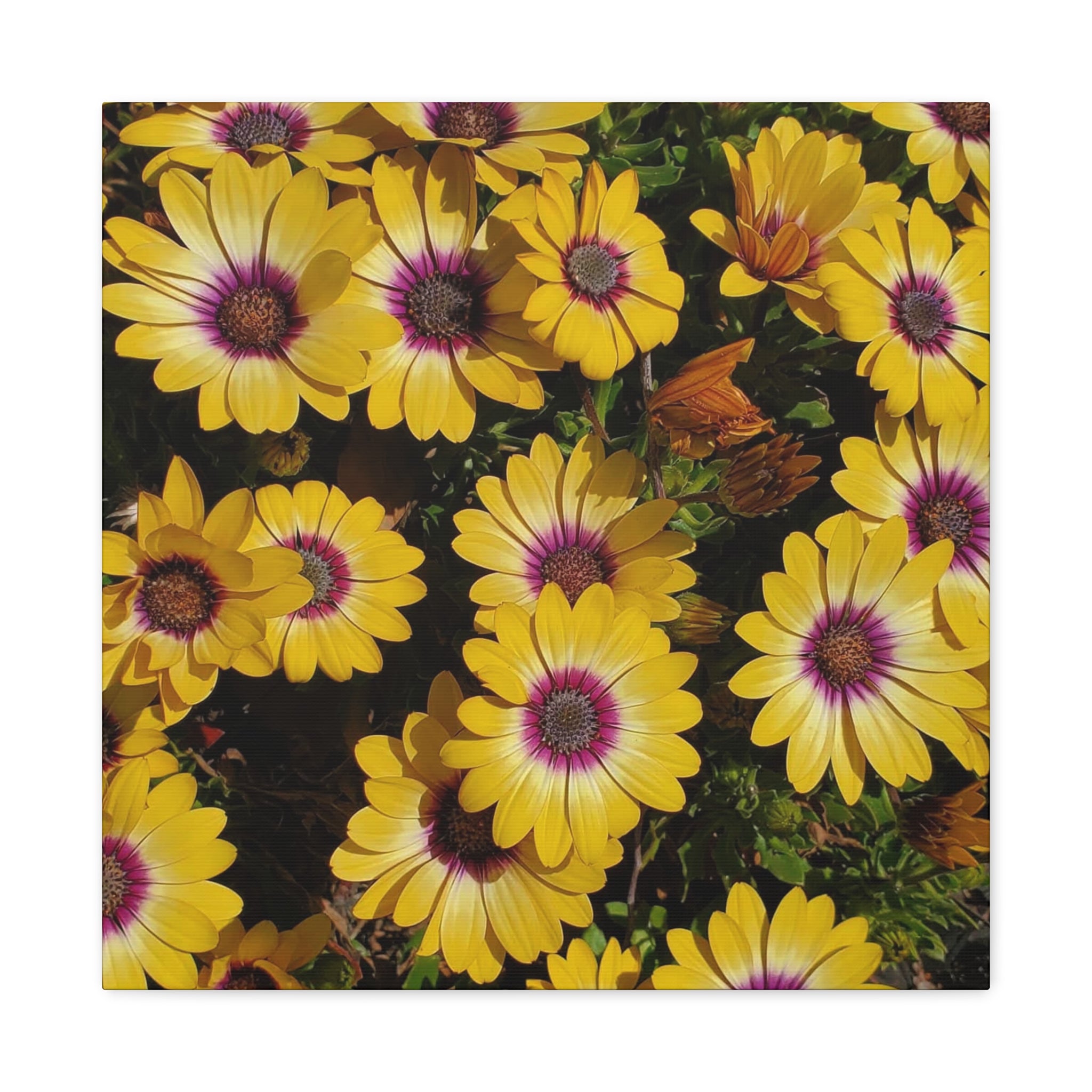 Yellow Daisy Floral Canvas Wall Art