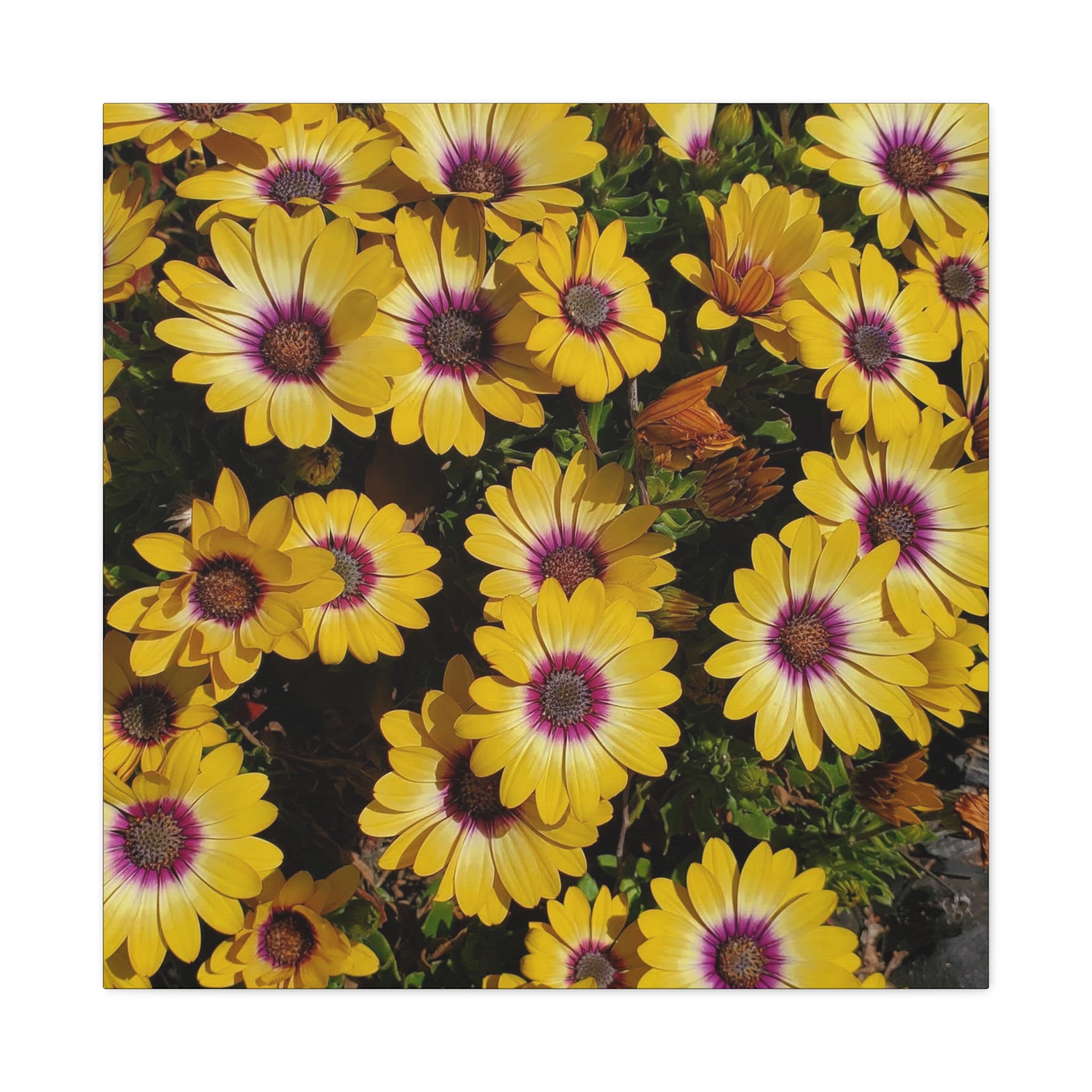 Yellow Daisy Floral Canvas Wall Art