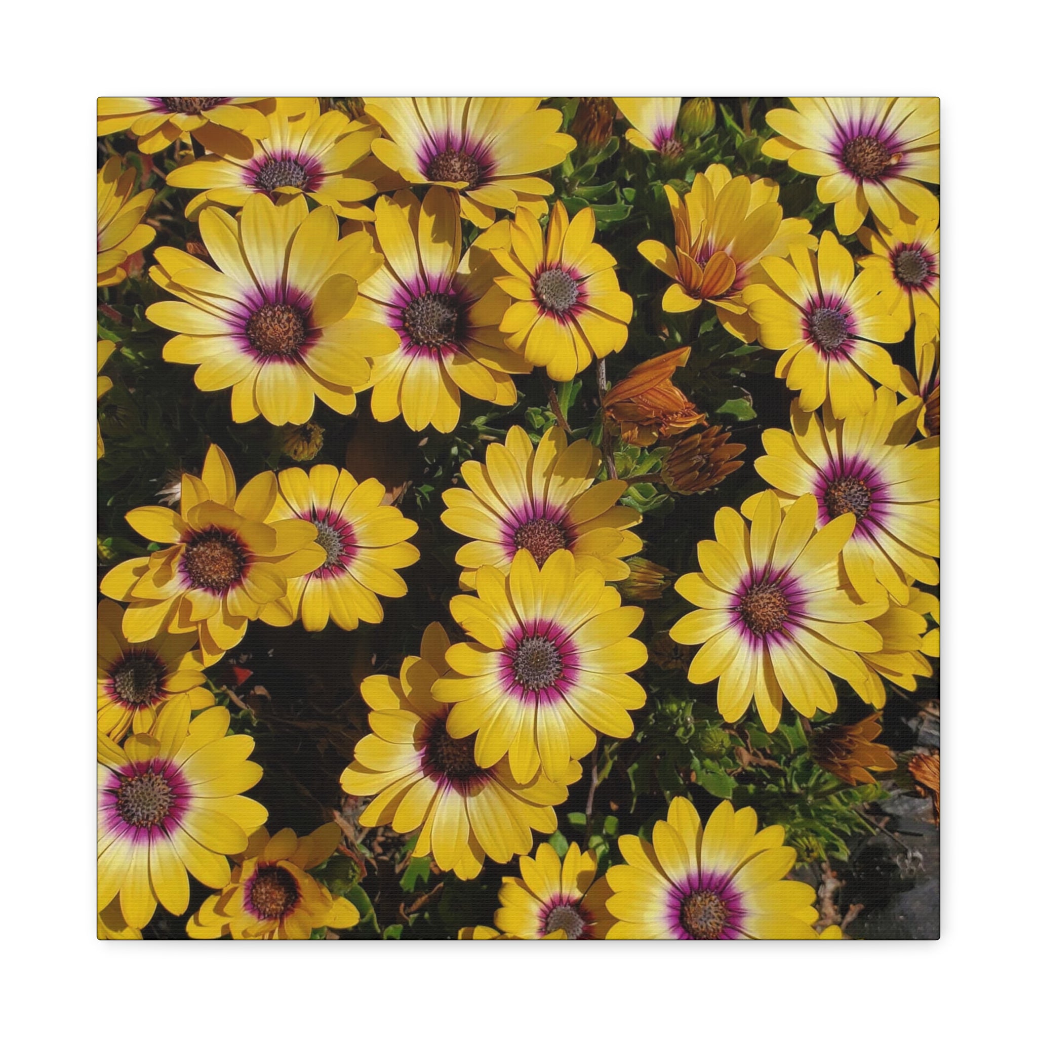 Yellow Daisy Floral Canvas Wall Art